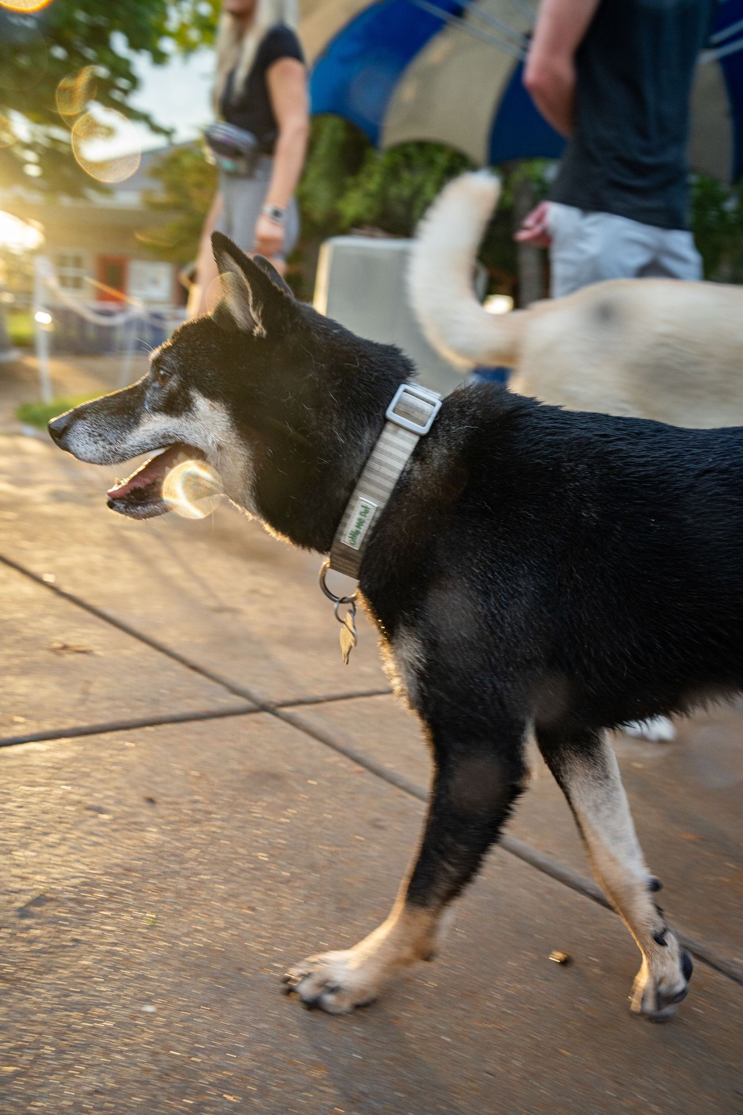Black and white Shiba Inu dog wearing a collar walks on a sidewalk at golden hour sunset.