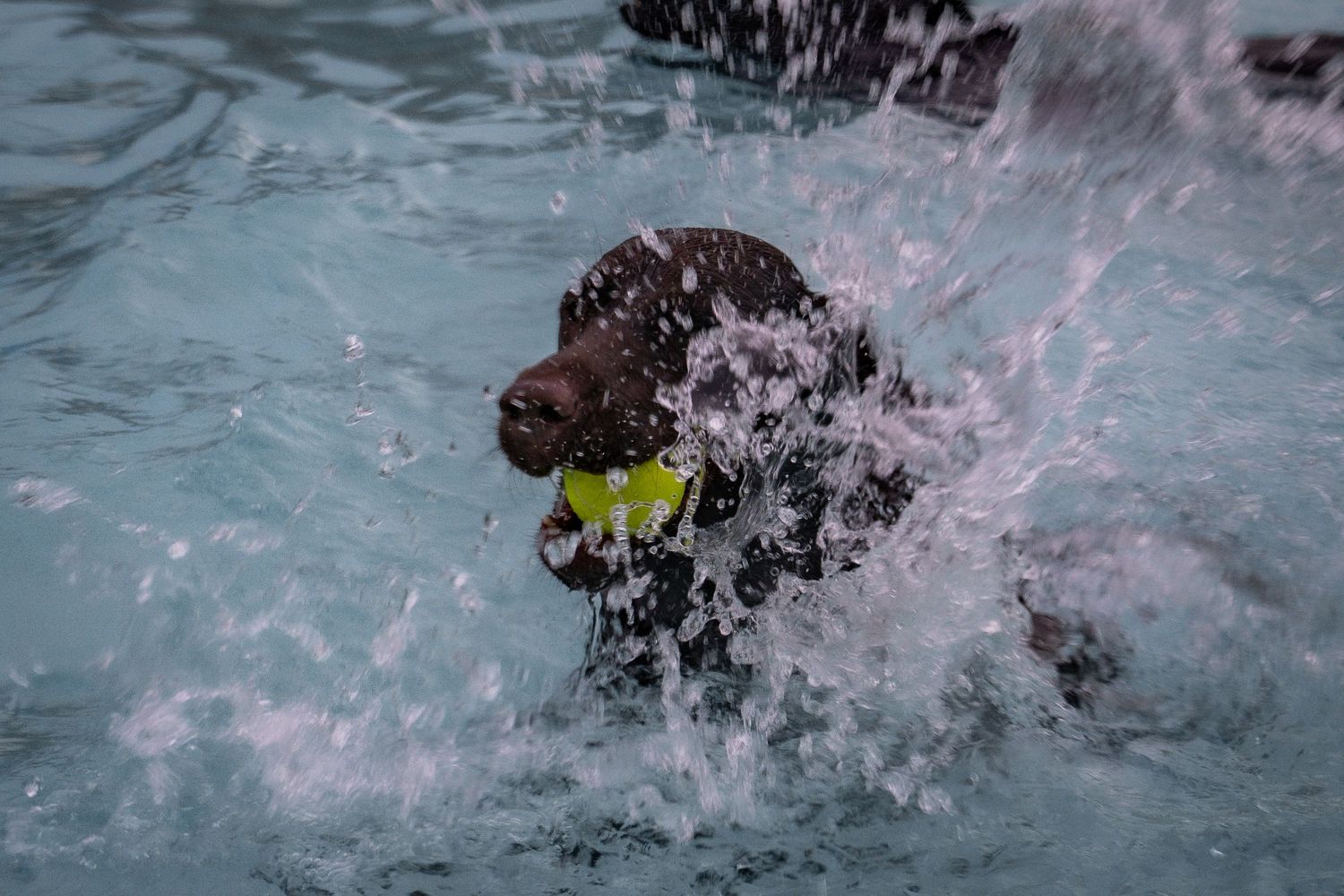 Chocolate Labrador retriever swimming in a pool with a yellow tennis ball in its mouth, surrounded by splashing water.