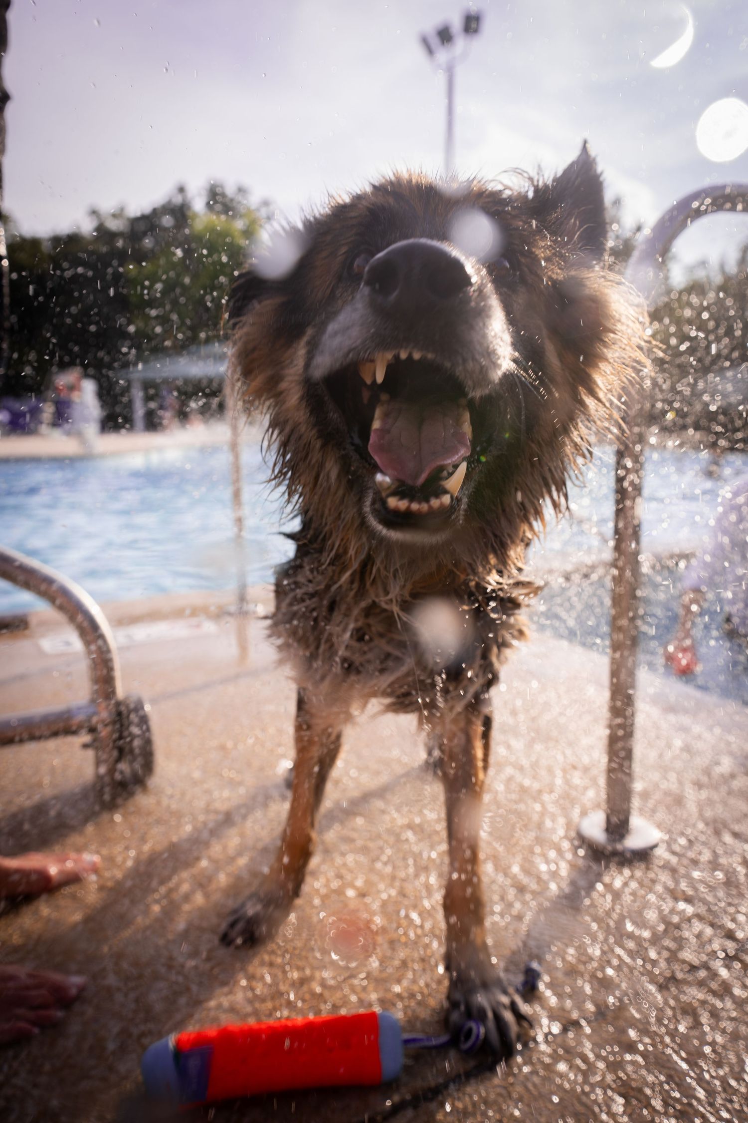 Wet dog shaking off water at a pool, mouth open showing teeth, with a red toy on the ground nearby.