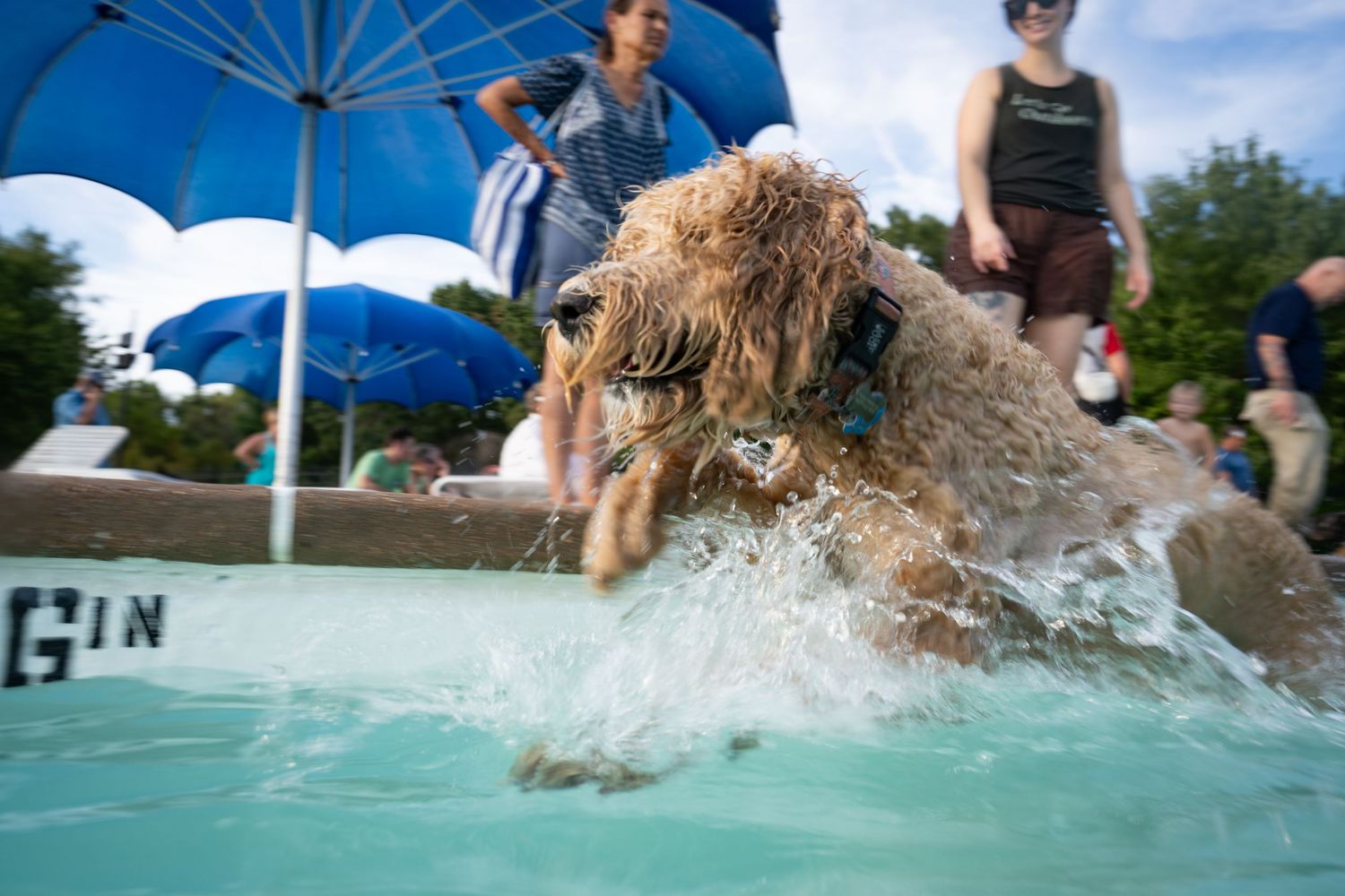 A fluffy dog splashes energetically in a pool at an outdoor event on a sunny day.