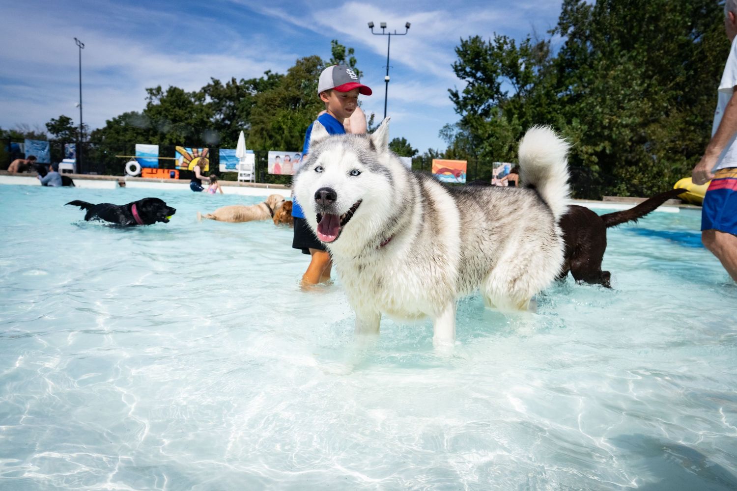 Fluffy Alaskan Malamute wading through a public swimming pool during a dog swim event.