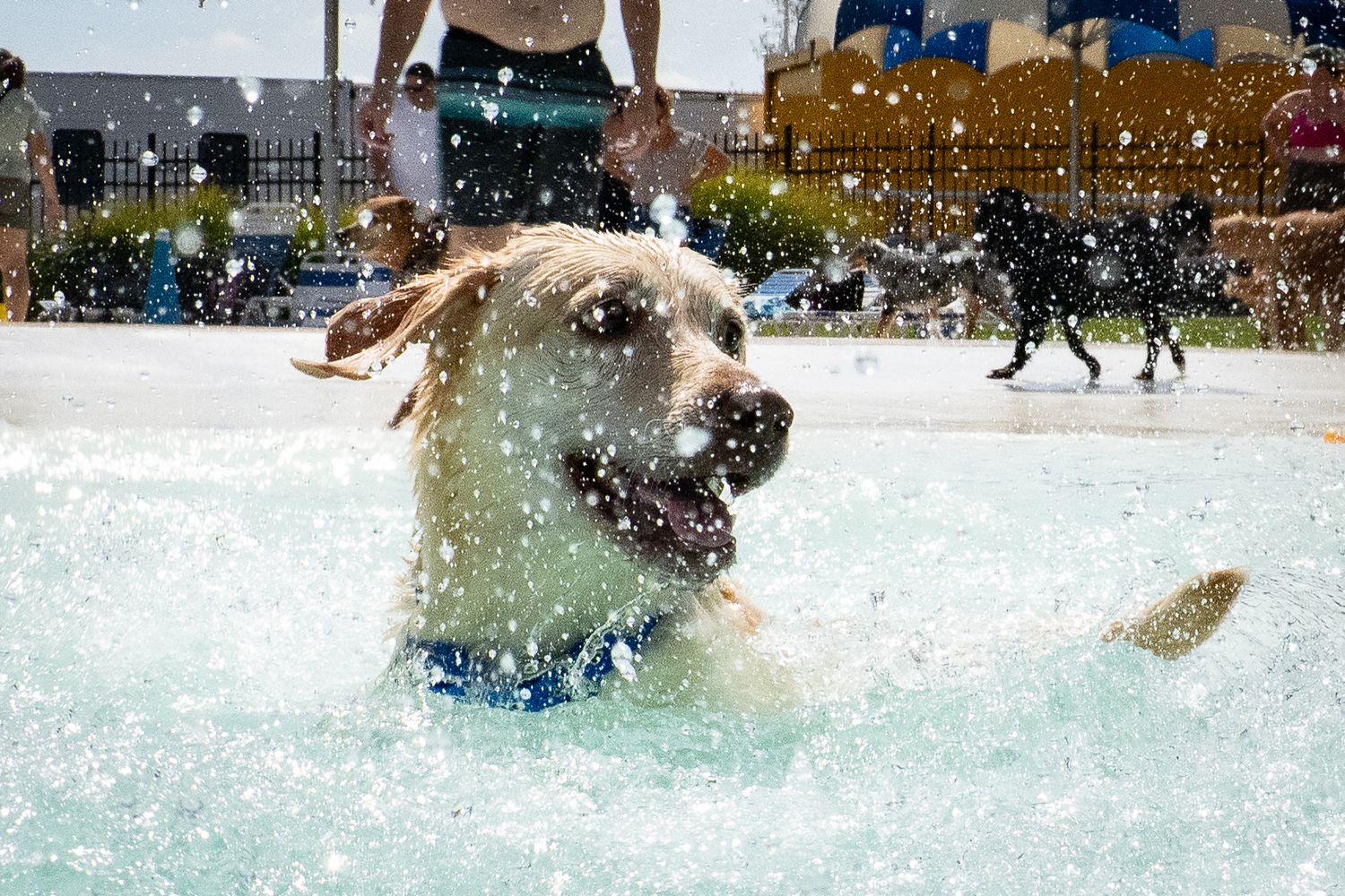 Yellow Labrador splashes joyfully in pool wearing blue collar at outdoor dog swim.