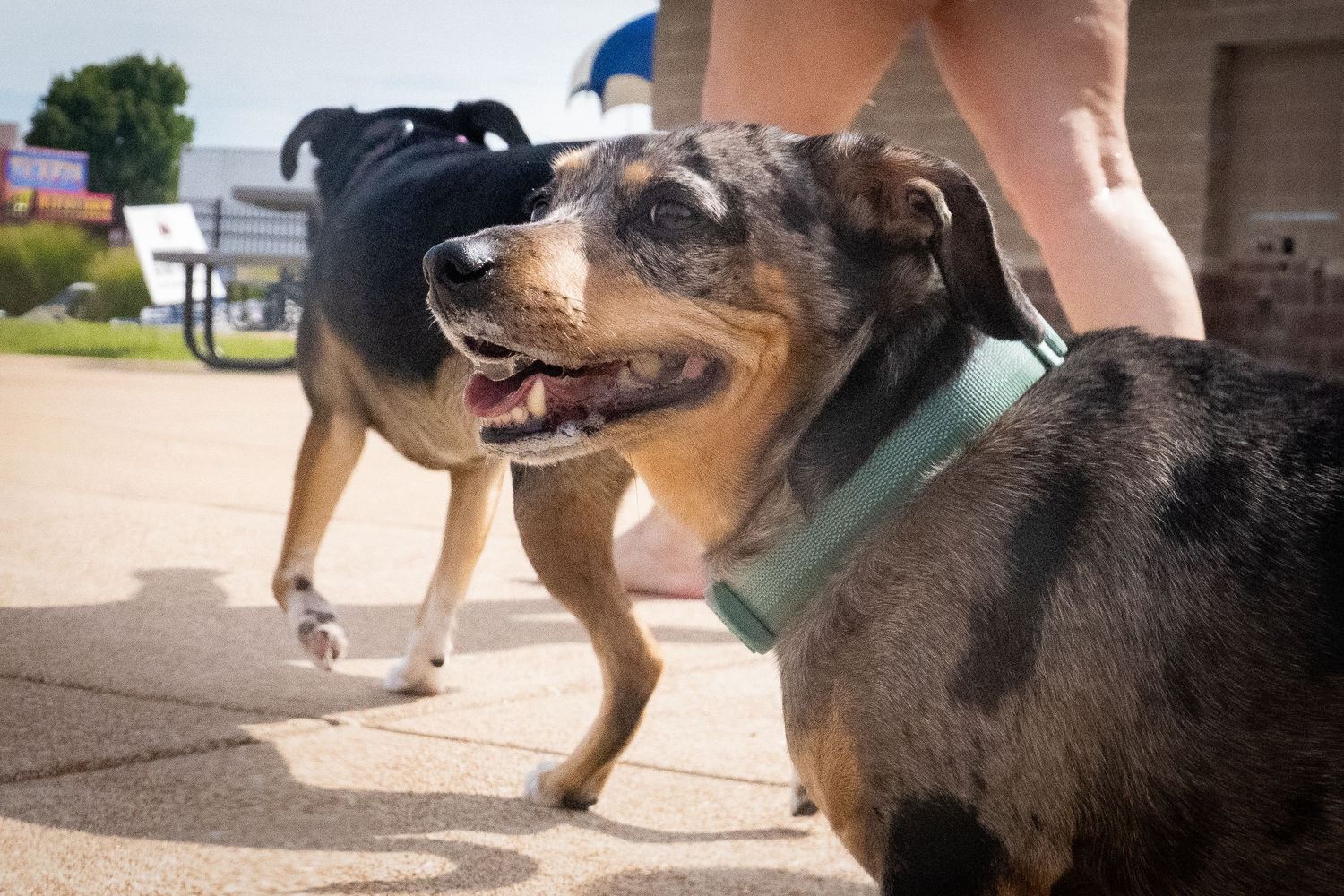 Two dogs on leashes enjoy a sunny outdoor walk, one wearing a green collar, with a person's legs visible behind them.