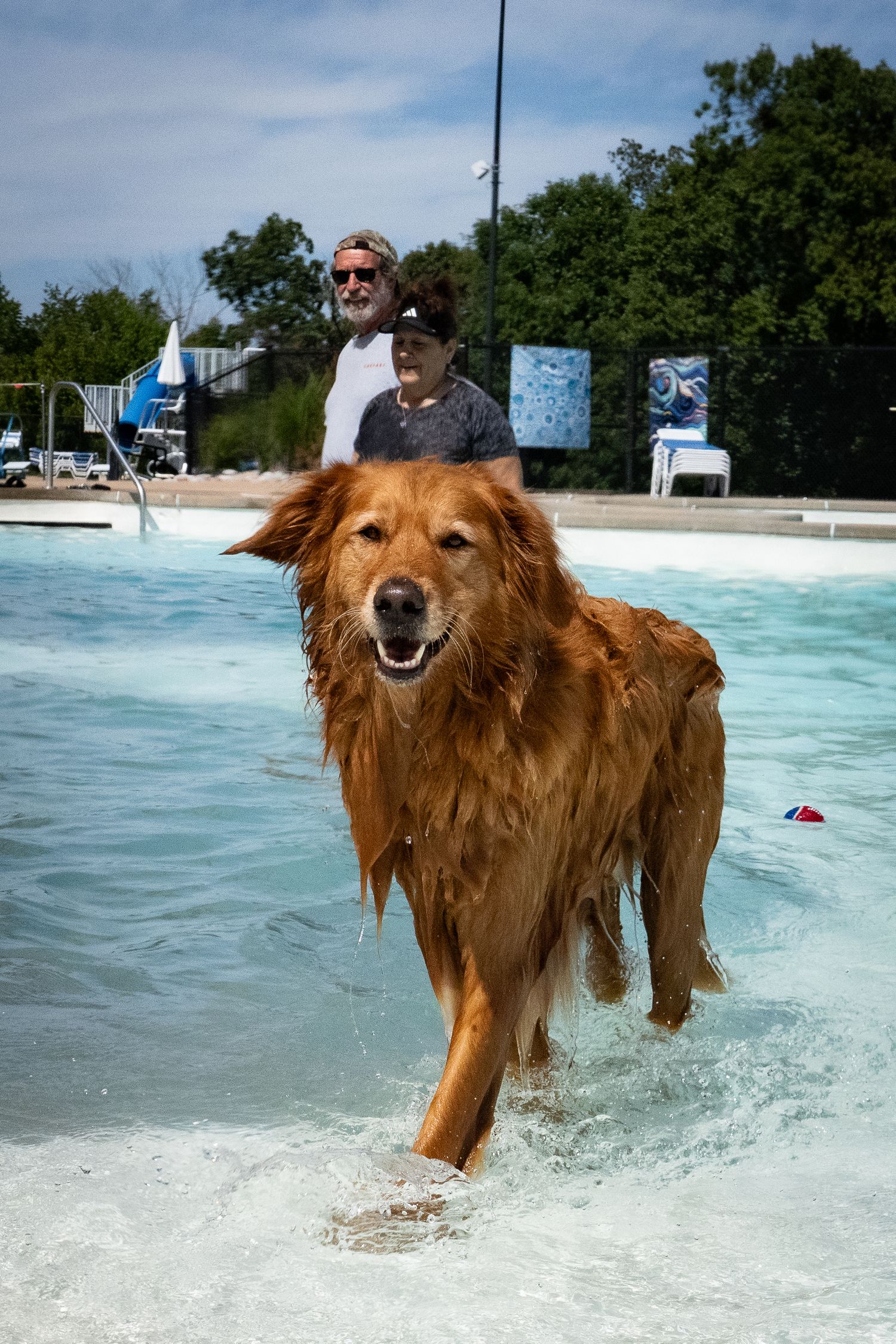 Wet golden retriever running through a swimming pool with two people watching in the background on a sunny day.