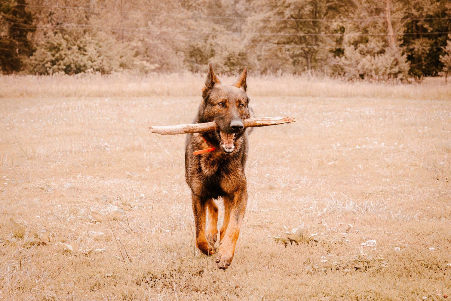 A German Shepherd dog runs across an open field carrying a large wooden stick in its mouth.