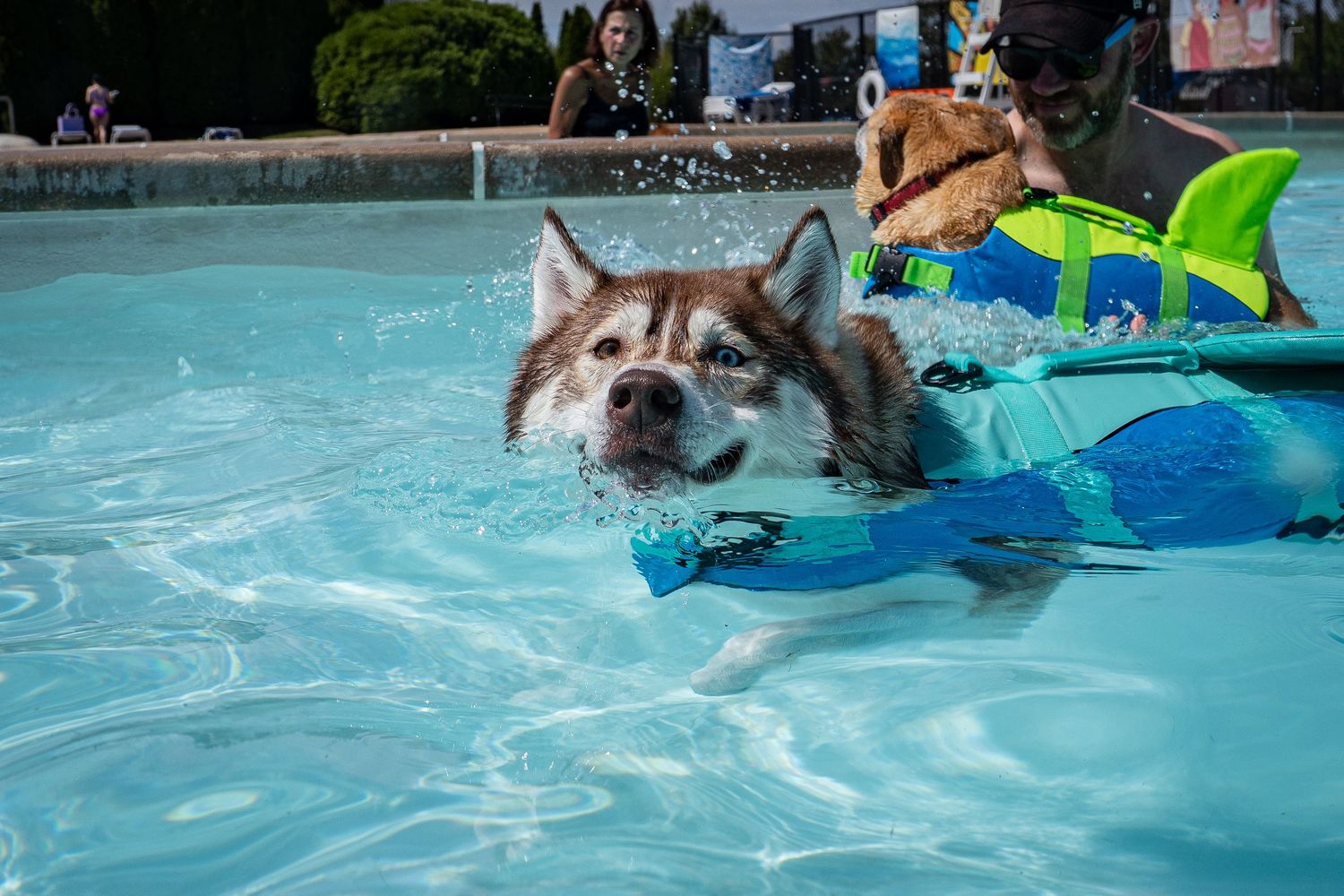 A Siberian Husky wearing a blue life jacket swims in a pool alongside another dog in a shark costume.