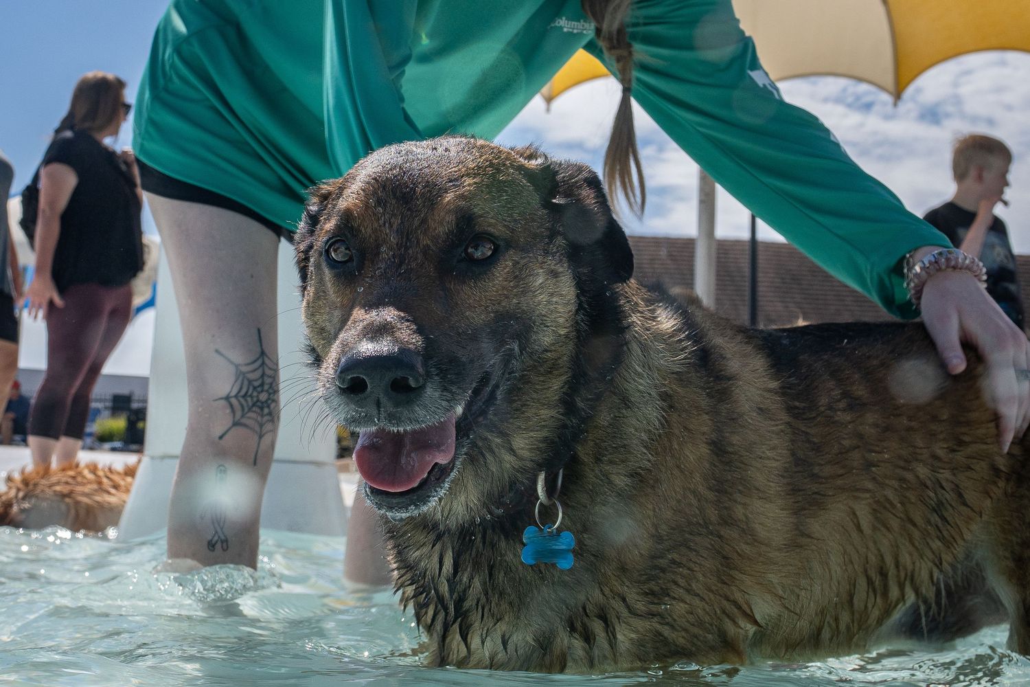 Wet dog with blue tag wading in a shallow pool at a sunny outdoor water park event.