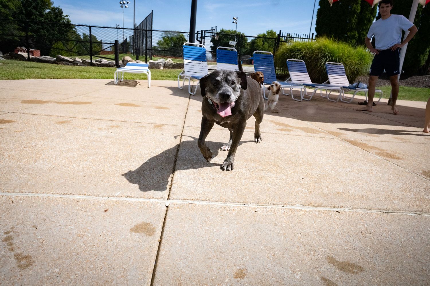 A wet gray Pitbull trotting on a pool deck with a man and blue chairs in the background.