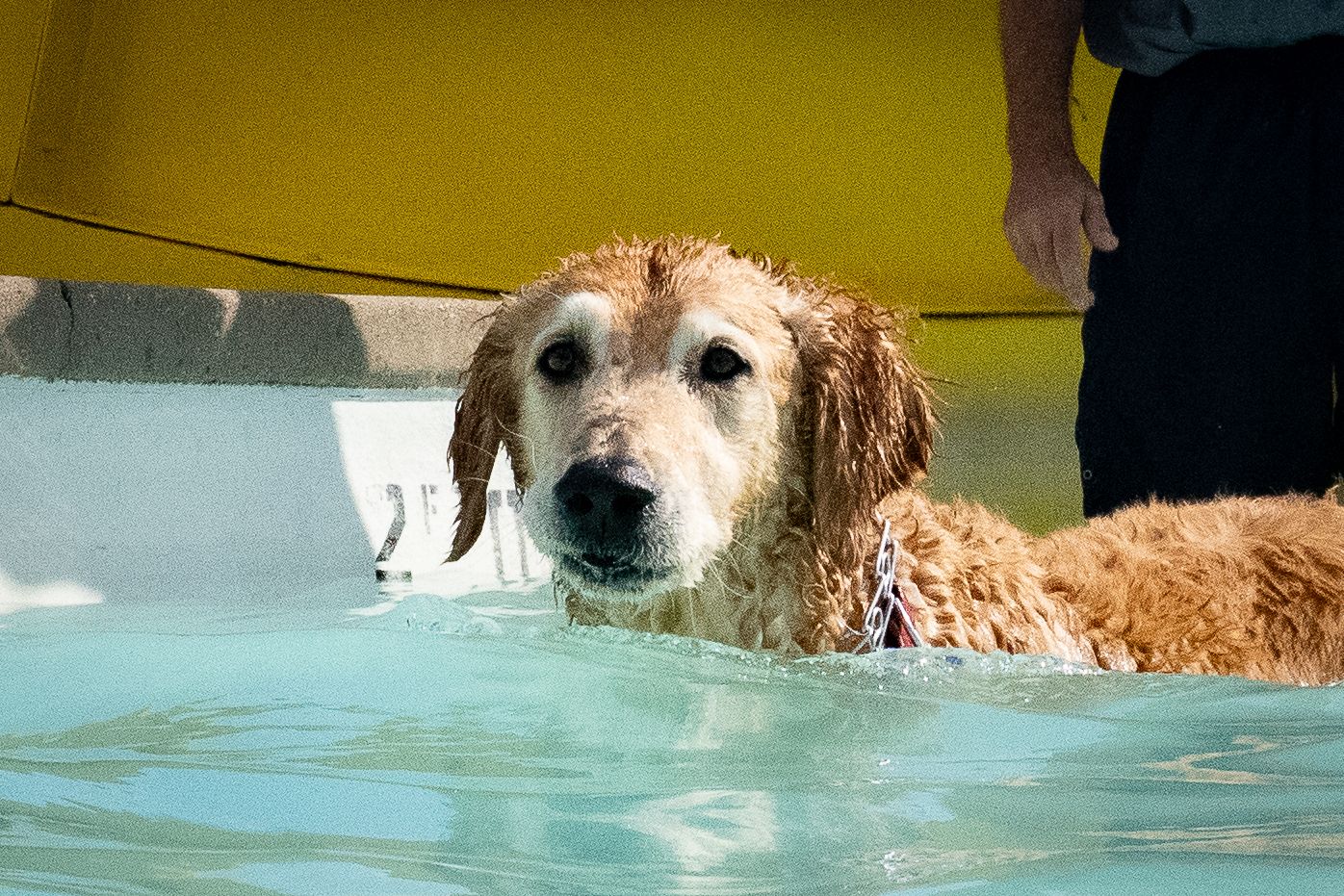 Wet golden retriever dog swimming in a light blue pool, looking at camera with floppy wet ears.