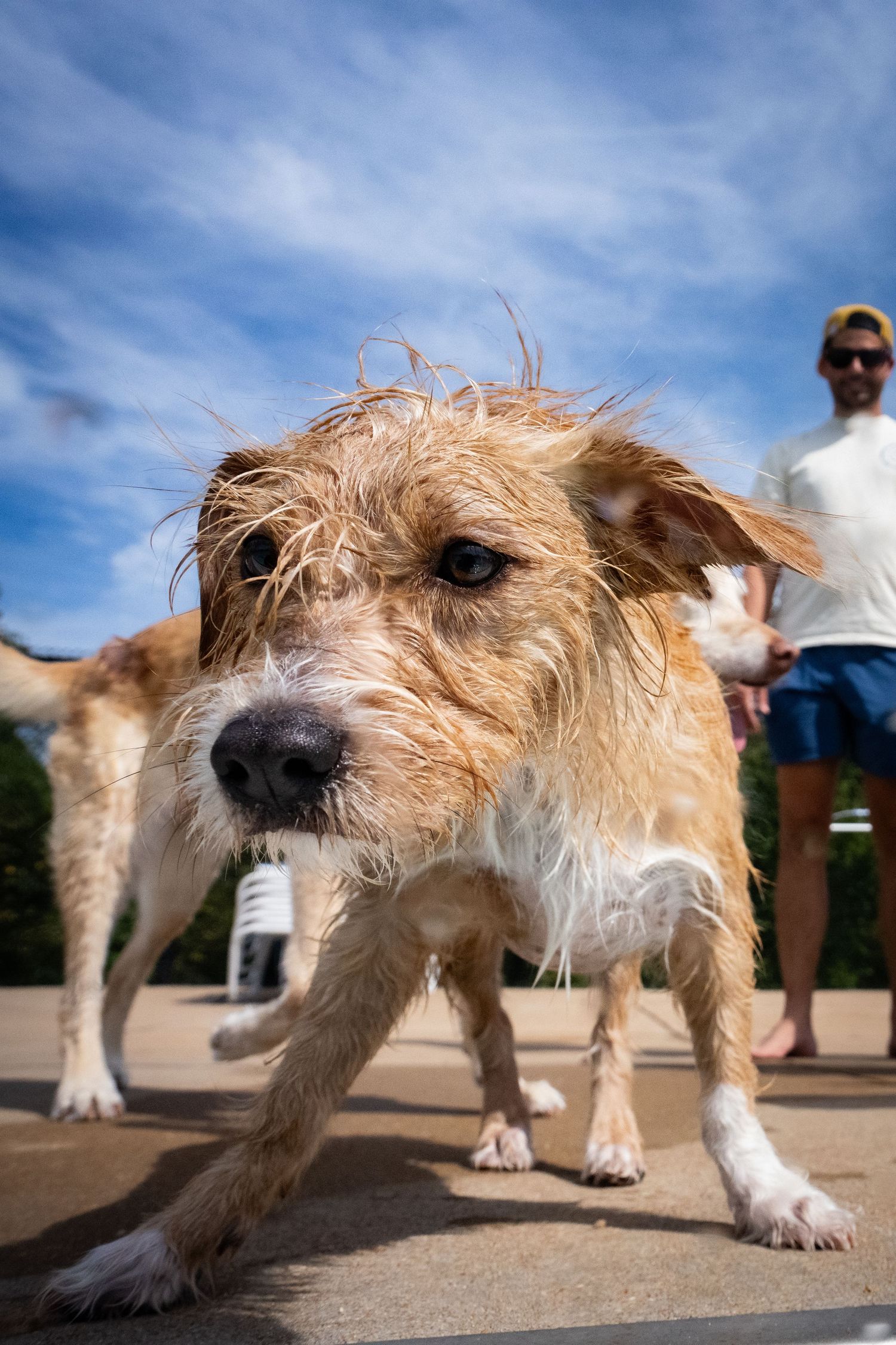Wet scruffy terrier dog close-up walking toward camera with man in blue shorts standing behind.