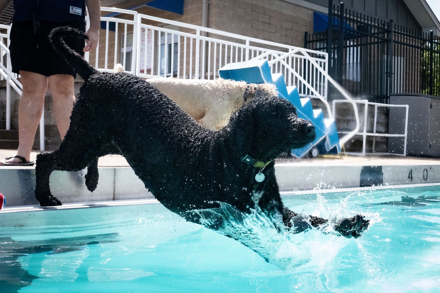 A wet black Labrador dives into an outdoor swimming pool with a splash on a sunny day.