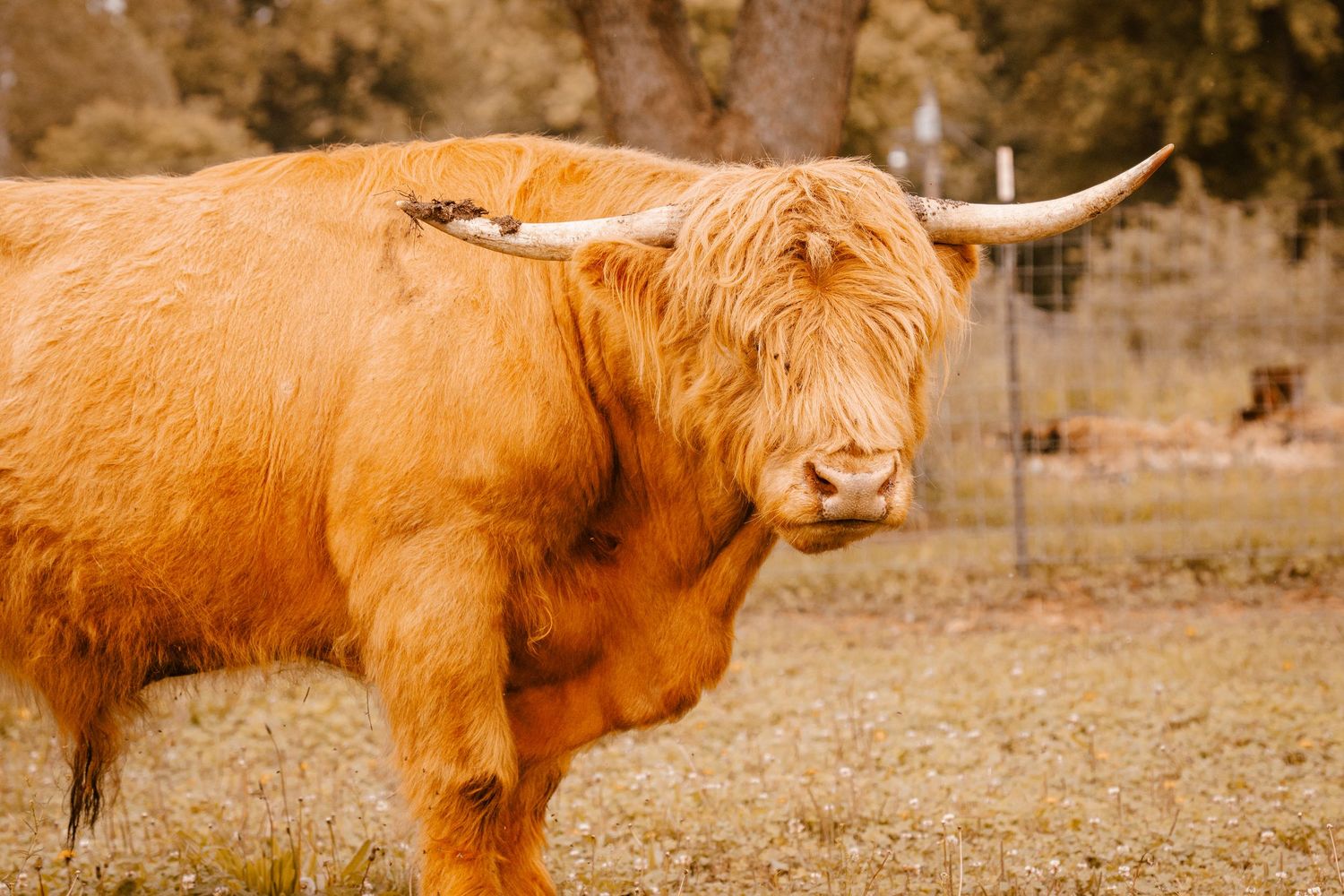 Close-up of a fluffy Highland cattle with long curved horns and shaggy orange coat outdoors.