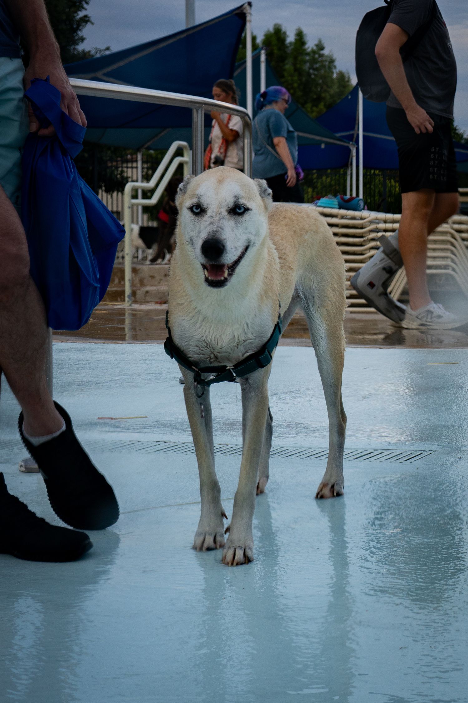 Wet white dog wearing a harness stands on a pool deck surrounded by people at an outdoor swimming pool event.