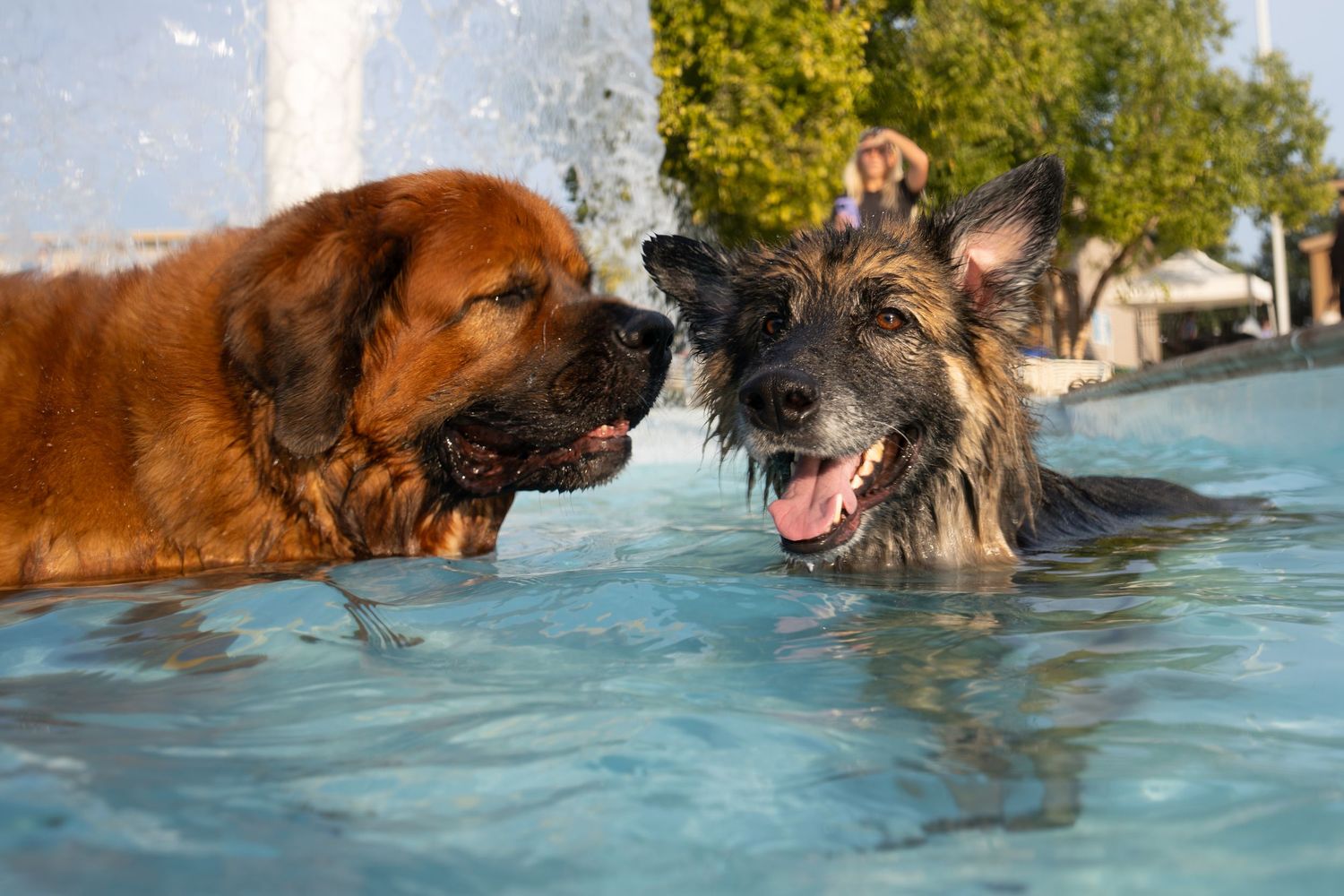 Two dogs, a brown Leonberger and a German Shepherd, playing together in a fountain pool on a sunny day.