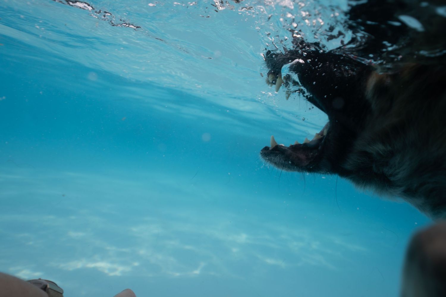 Underwater photo of a dog swimming with open mouth in a clear blue pool.