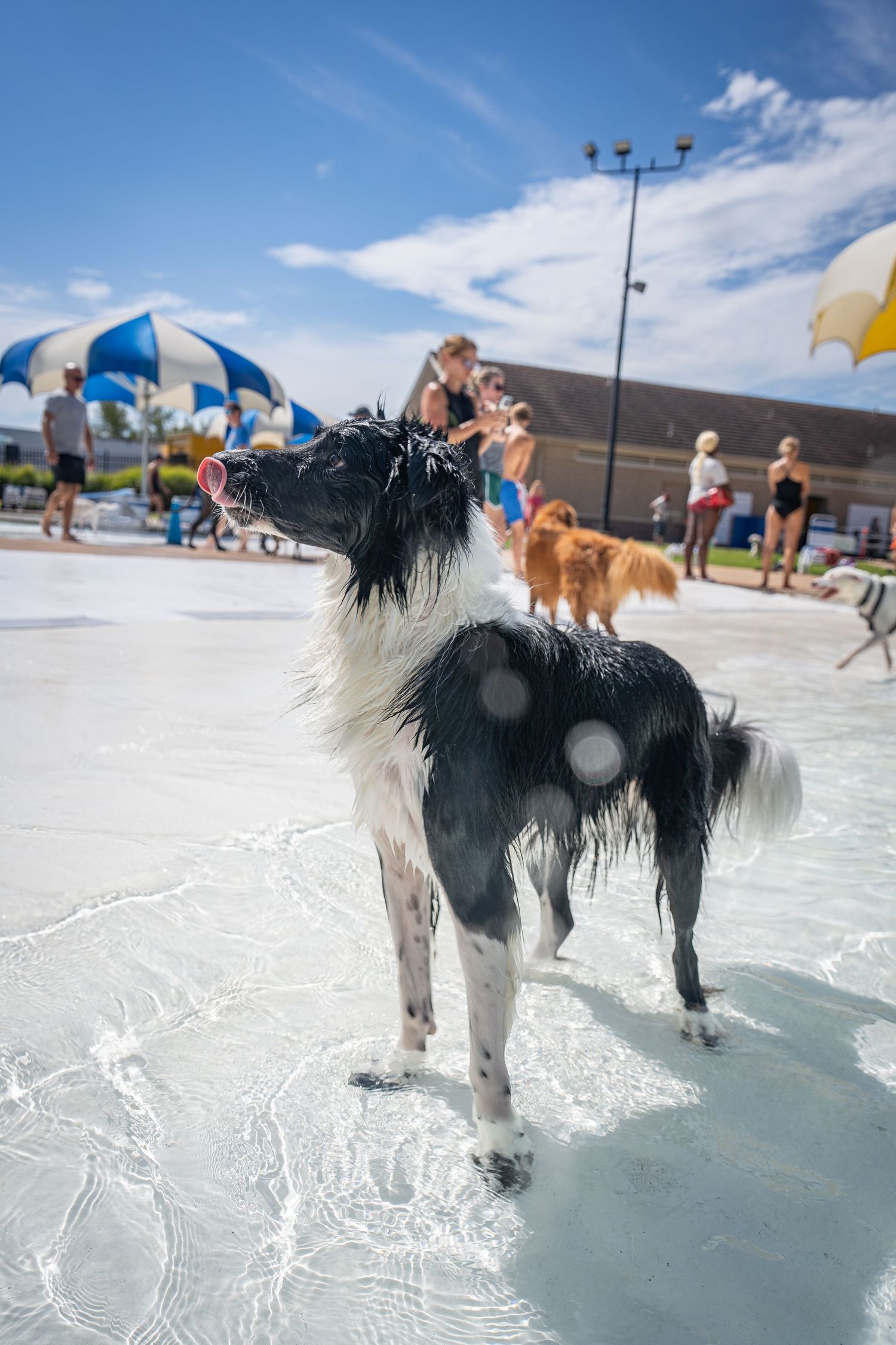 A wet black and white border collie stands in a shallow pool surrounded by people and colorful umbrellas.