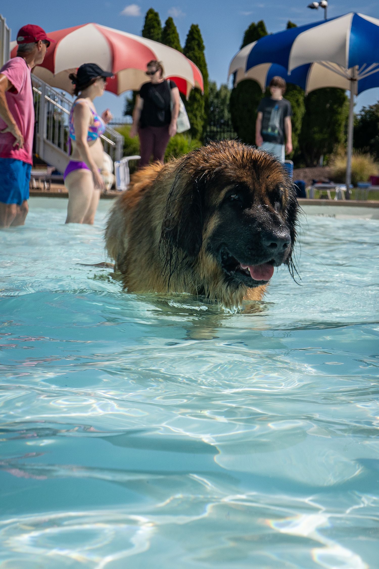 A large wet Leonberger dog wades through a swimming pool surrounded by people on a sunny day.