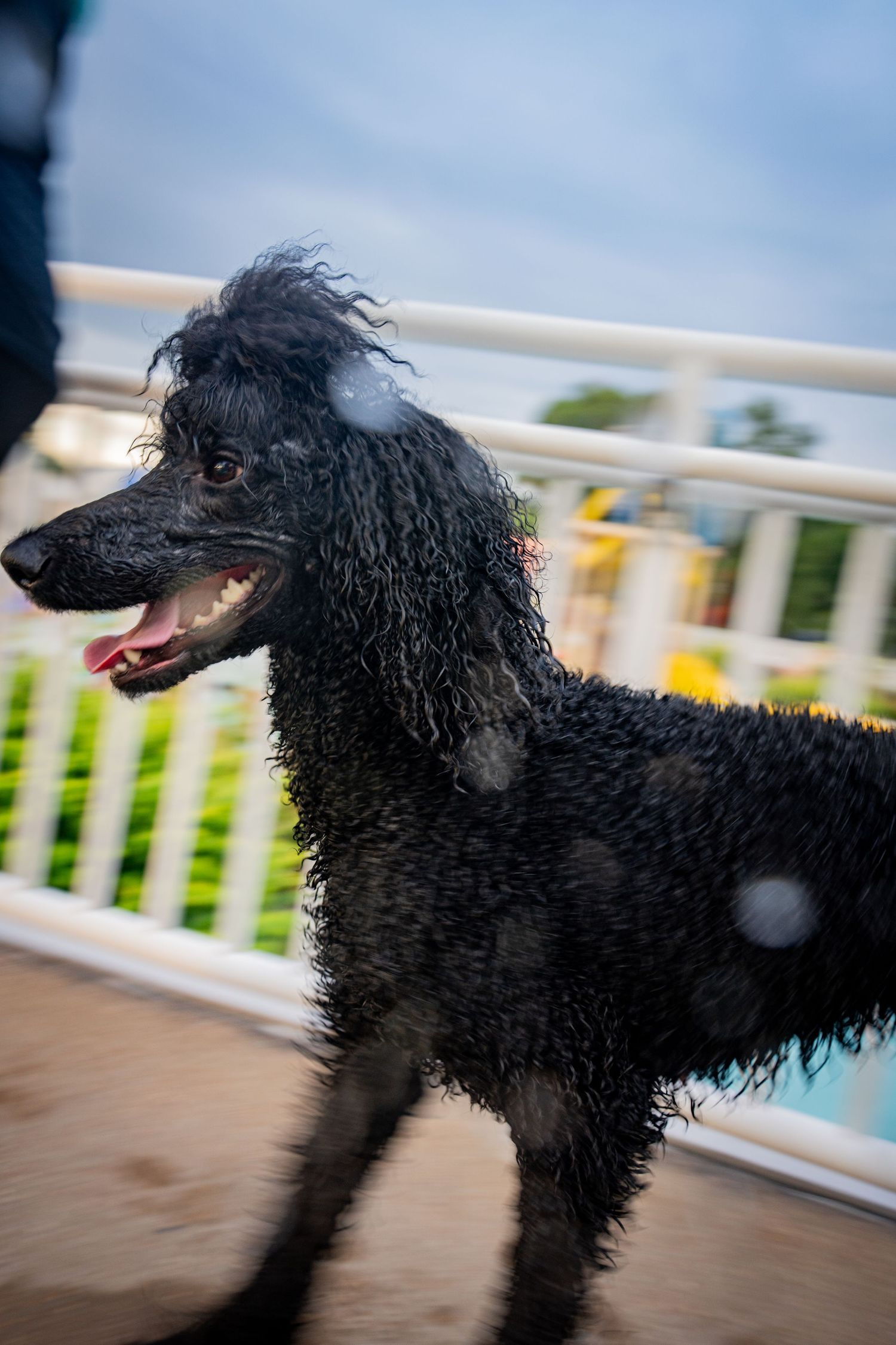 Wet black poodle with curly fur standing outdoors near white fence, tongue out, after swimming.