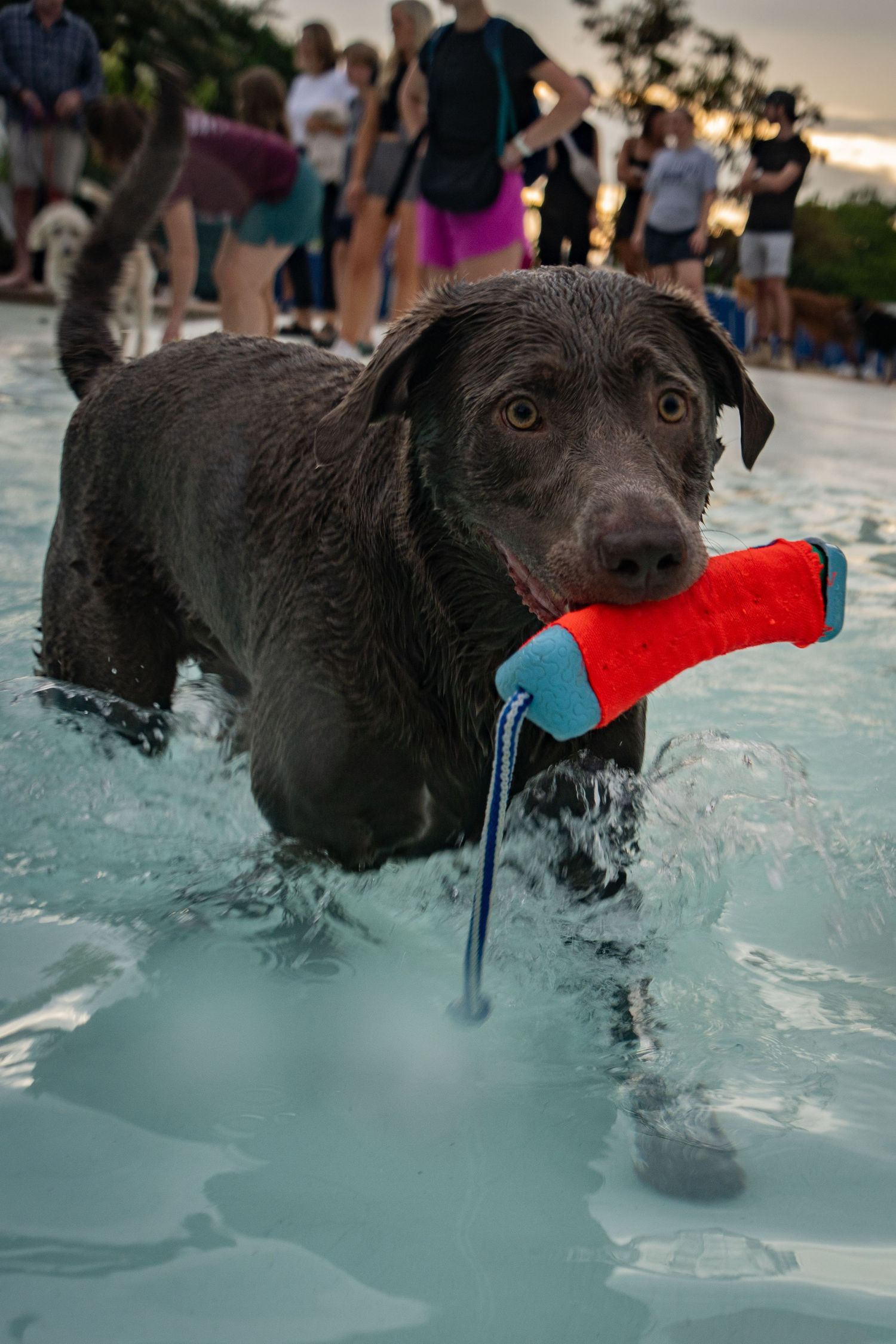Wet chocolate Labrador retriever standing in a pool holding a red toy in its mouth with people watching in the background.