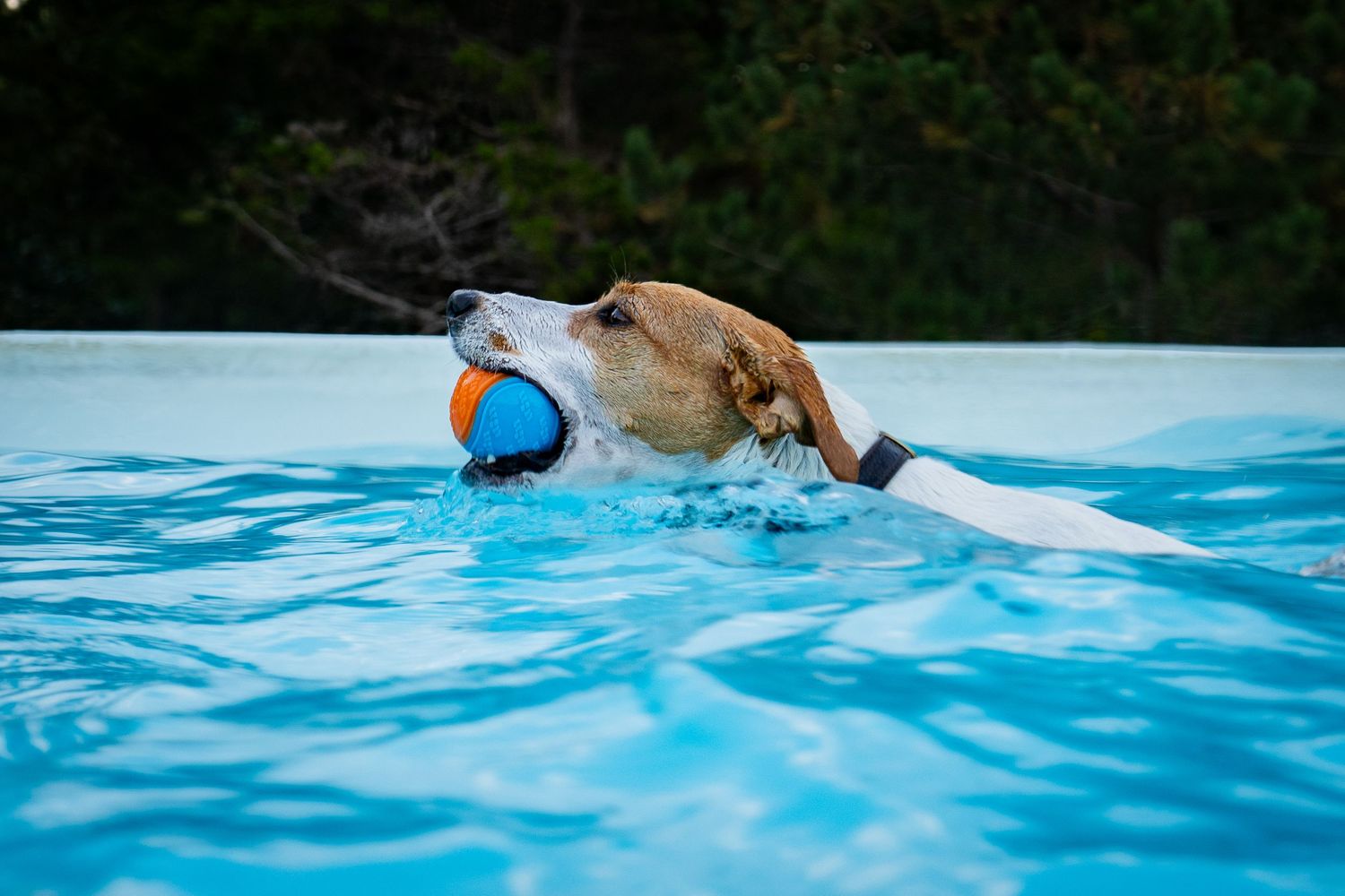A Labrador dog swimming in a blue pool while carrying a colorful orange and blue ball in its mouth.