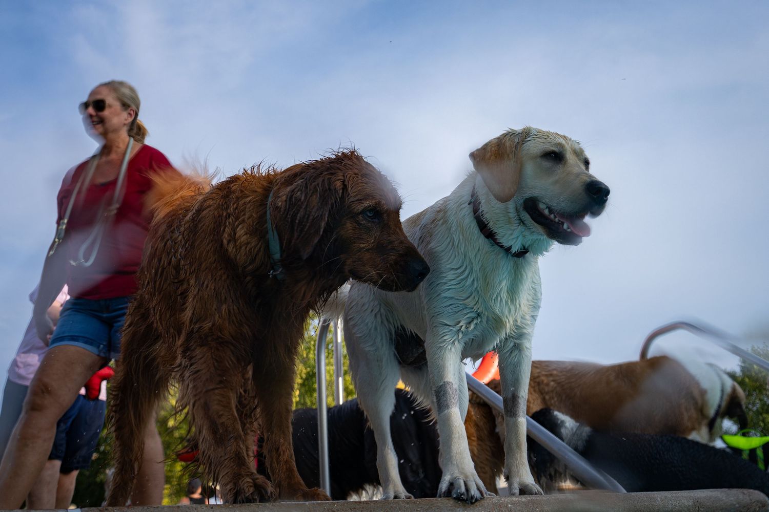 Woman walking two dogs, a curly brown dog and a yellow Labrador, outdoors on a sunny day.