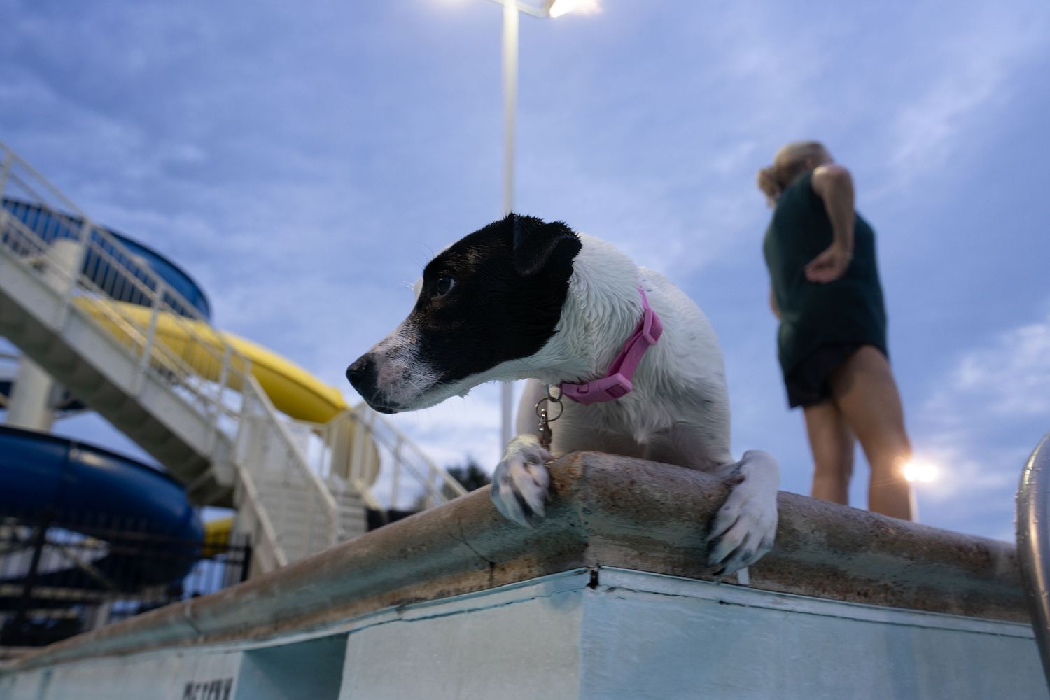 A black and white dog with a pink collar peers over a ledge at a water park during dusk.