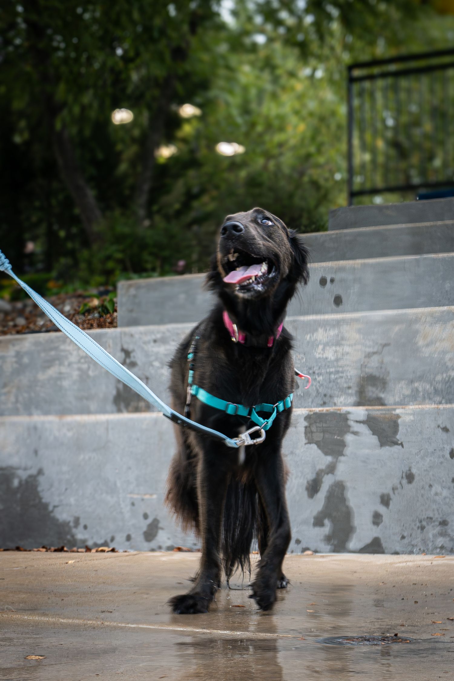 Black dog on teal harness and leash standing on wet pavement, tongue out, looking up happily outdoors.