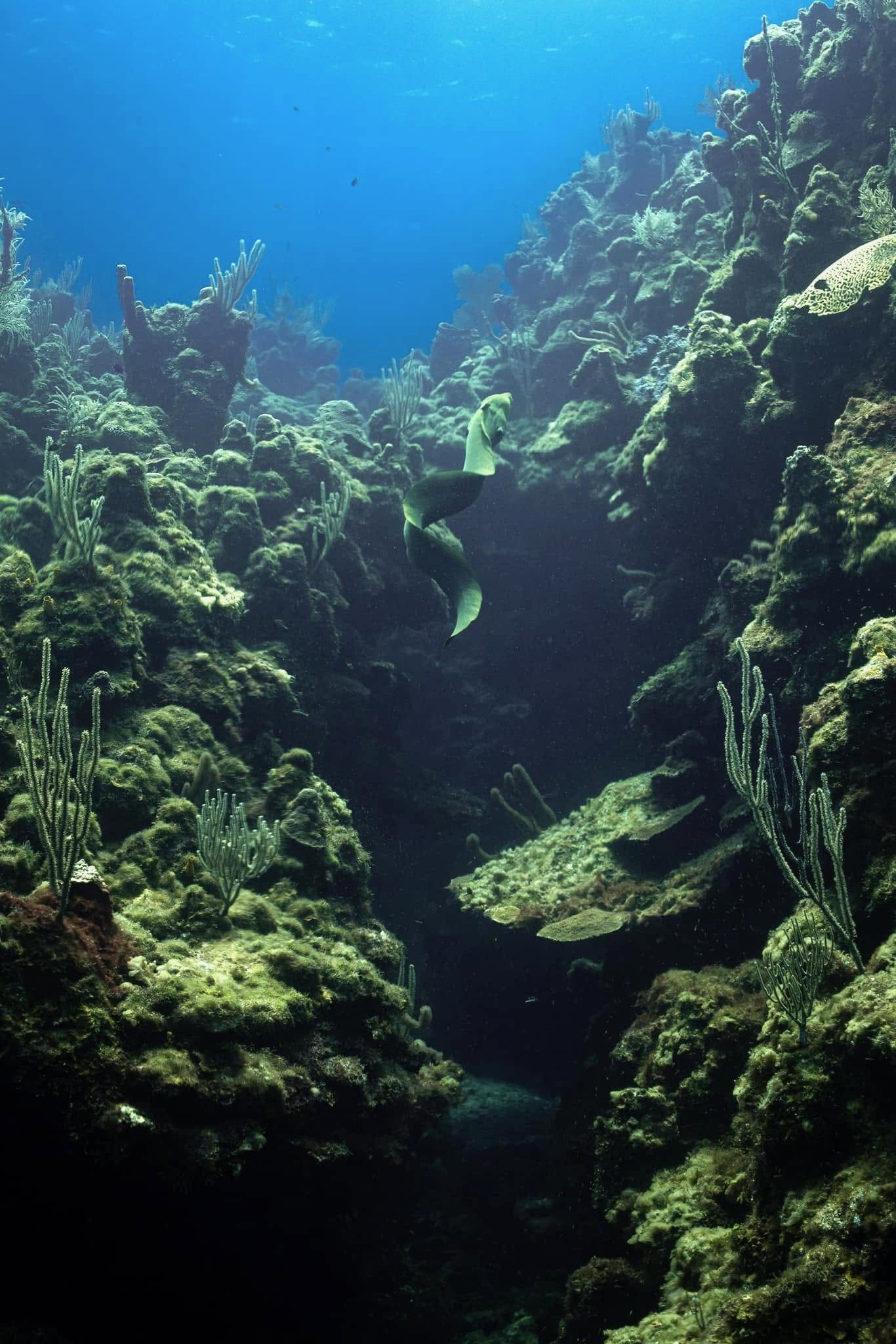 Underwater coral reef scene with fish swimming through a rocky crevice, surrounded by sea fans and marine life.