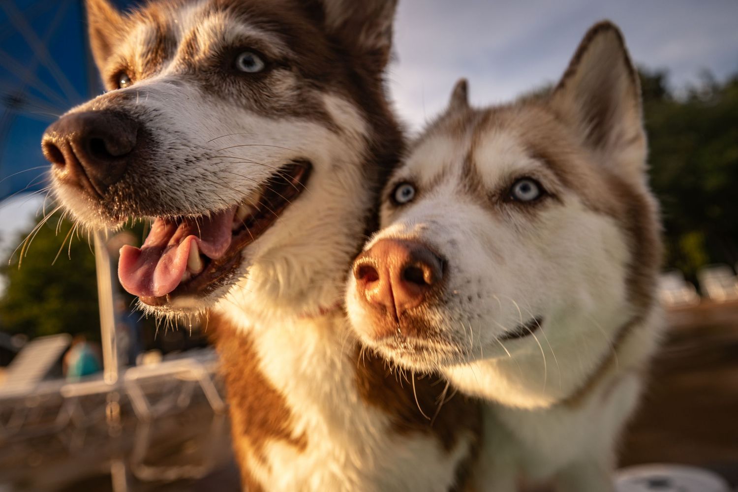 Two Siberian Husky dogs with blue eyes and brown-white fur posing together outdoors in warm golden sunlight.