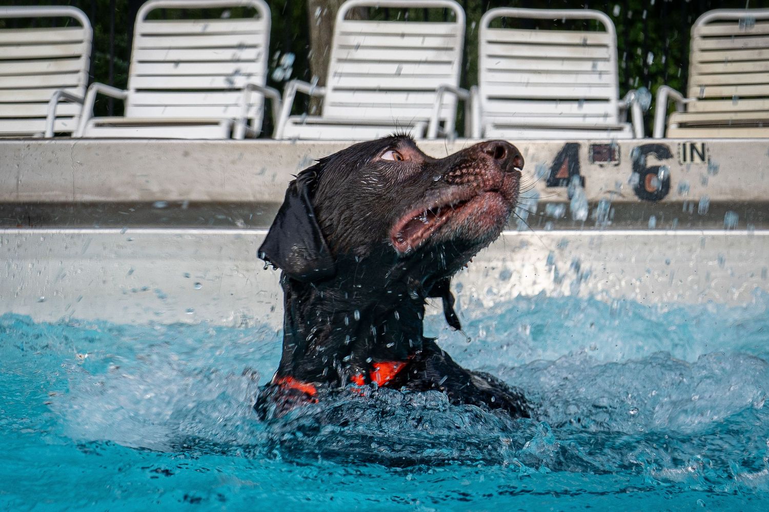 A wet black Labrador dog swimming energetically in a blue outdoor pool, wearing an orange collar.