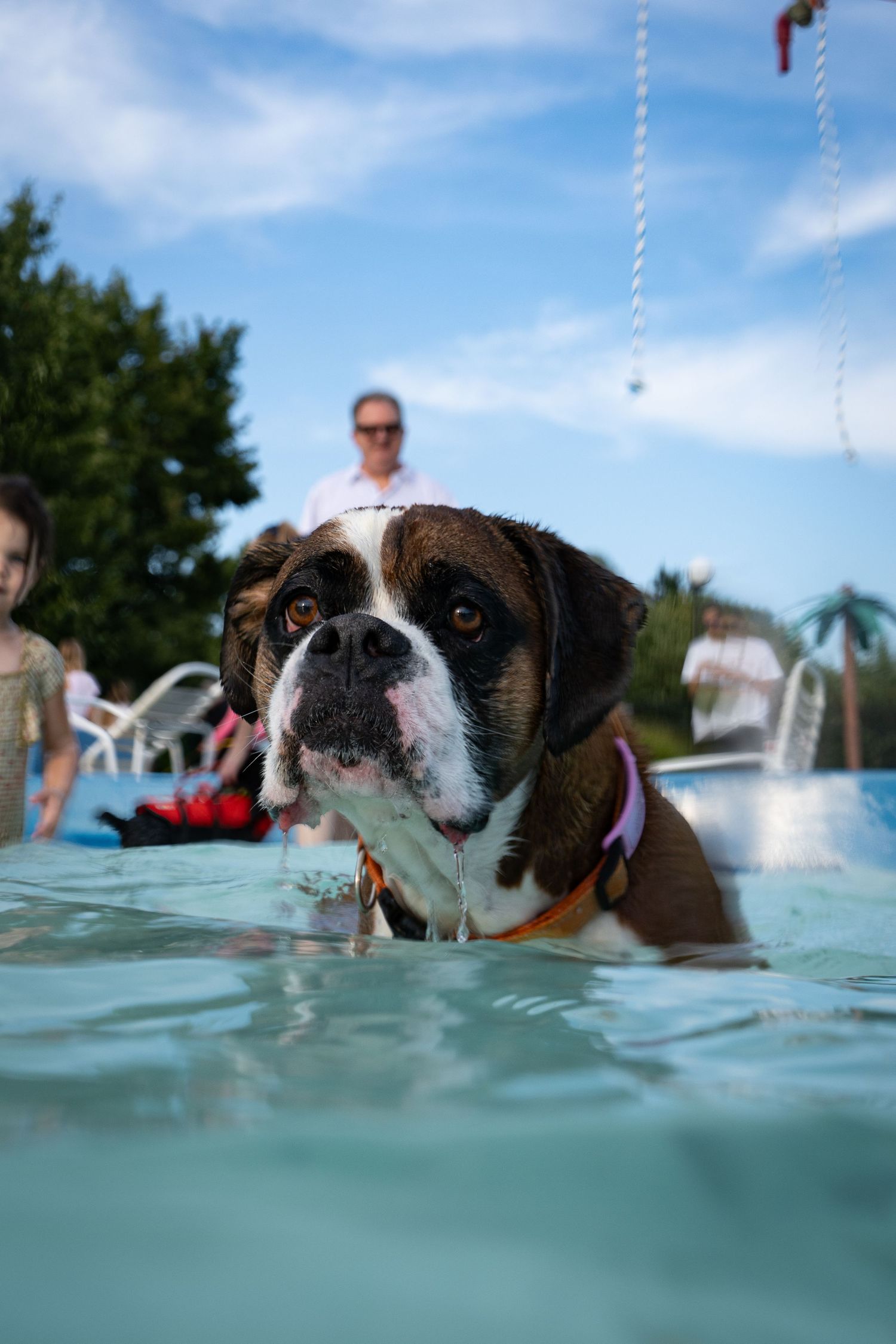 A Boxer dog swimming in a backyard pool with a man and child visible in the background on a sunny day.