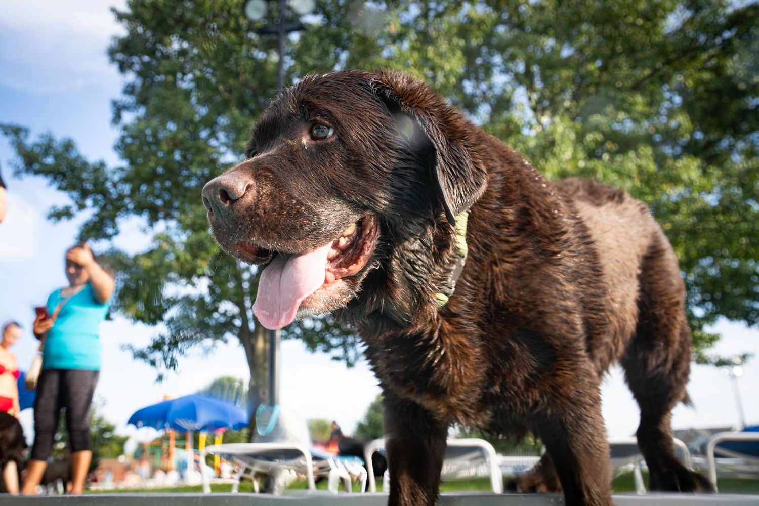 A large chocolate Labrador dog standing outdoors with tongue out, trees and people visible in the background.