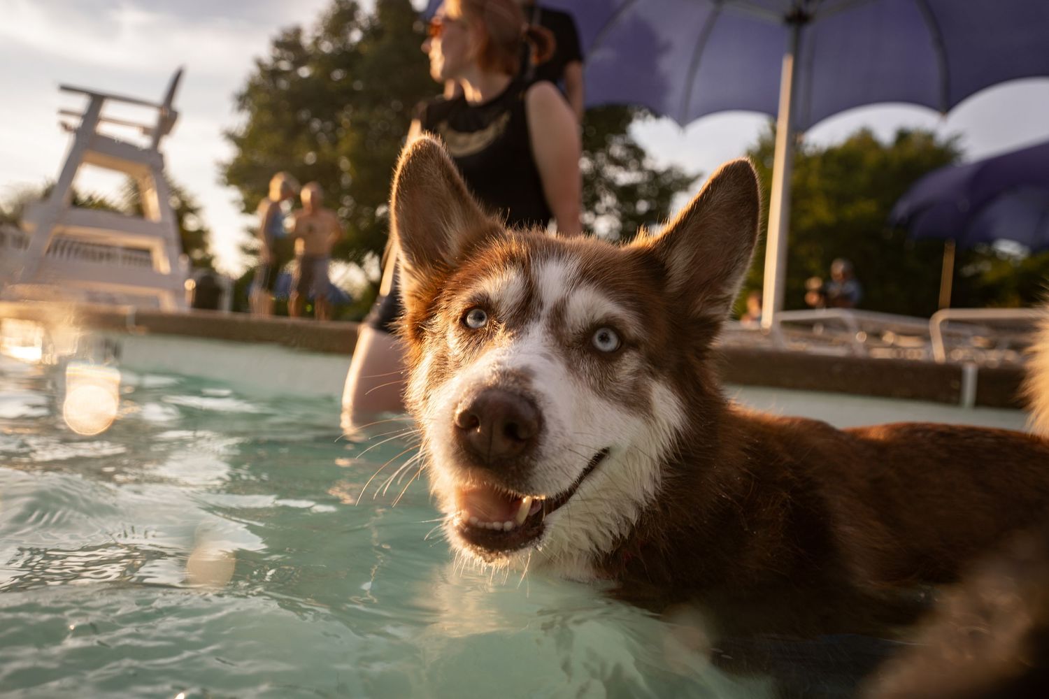 A brown and white Siberian Husky with blue eyes swimming in a pool with a person standing nearby.