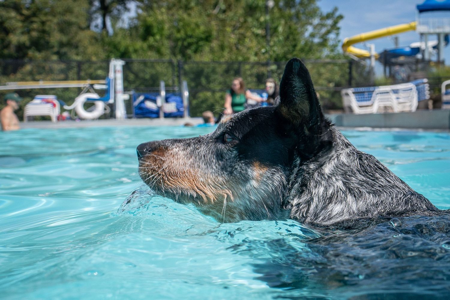 A wet Australian Cattle Dog swims calmly in a pool with a water slide visible in the background.