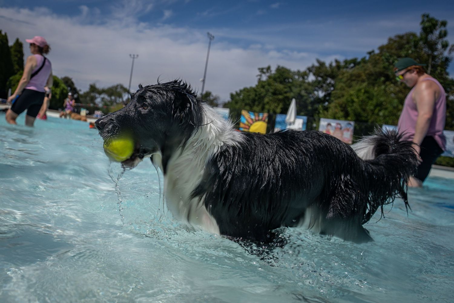 Wet black and white dog carrying a tennis ball while playing in a swimming pool on a sunny day.