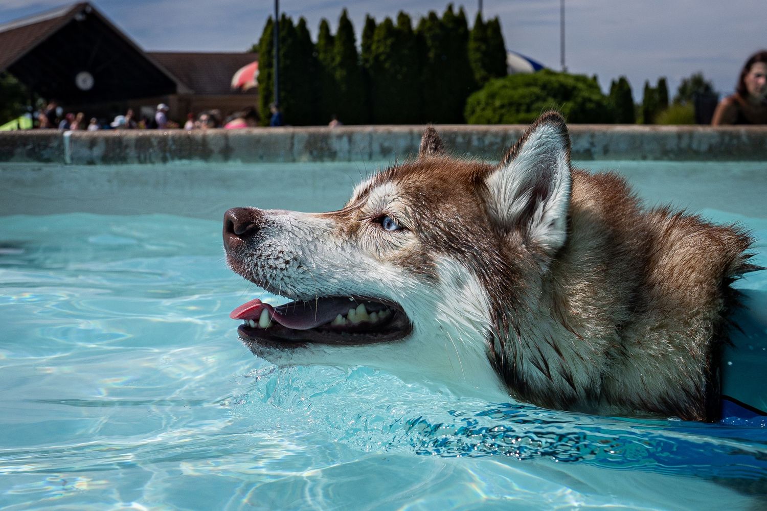 A wet Siberian Husky dog swimming in a blue outdoor pool on a sunny day.