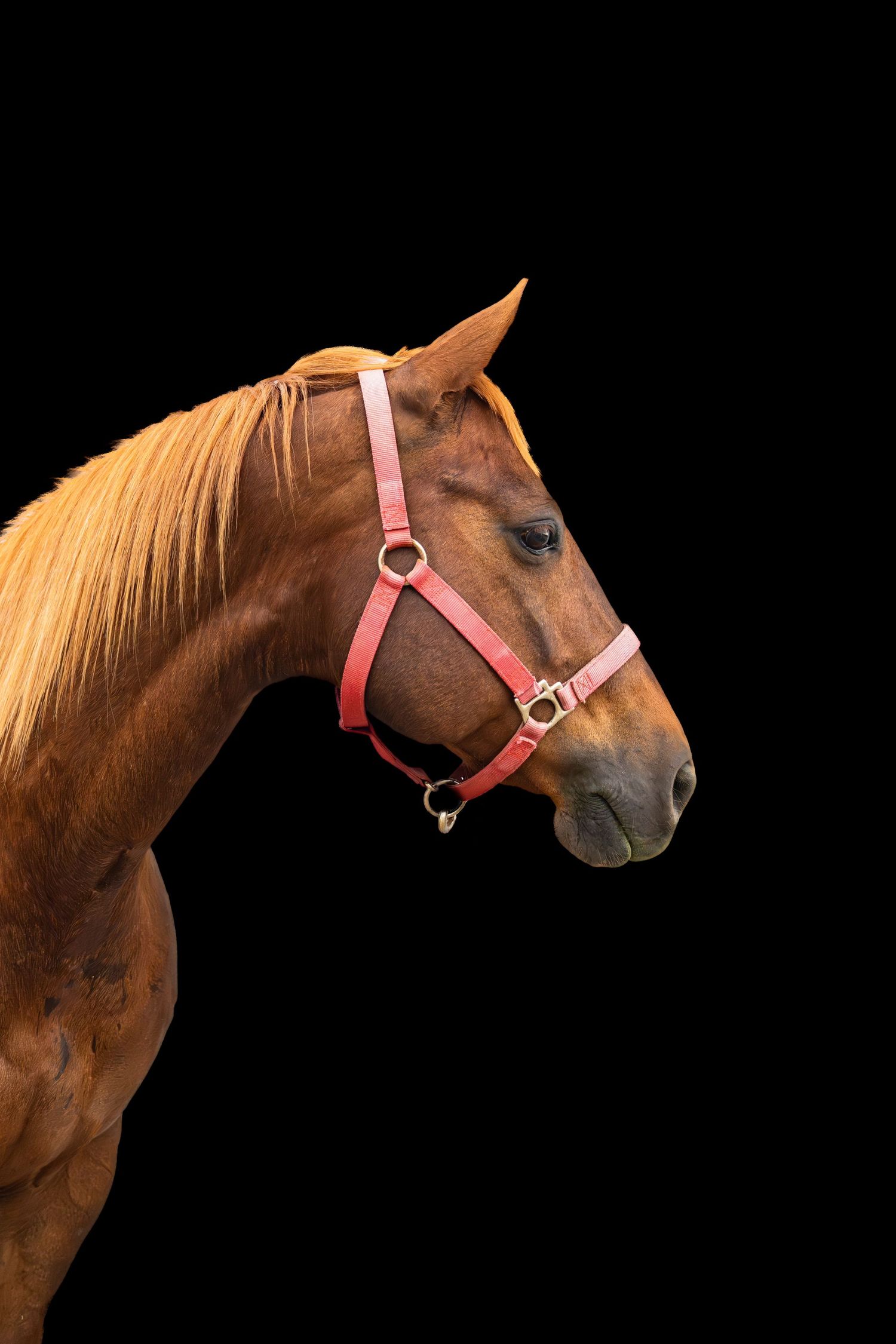 A chestnut horse wearing a pink halter photographed in profile against a dramatic black background.