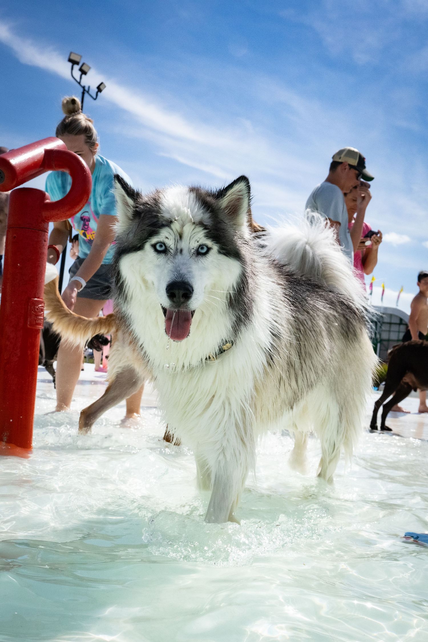 Wet Siberian Husky with blue eyes walking through a pool at an outdoor dog swimming event.