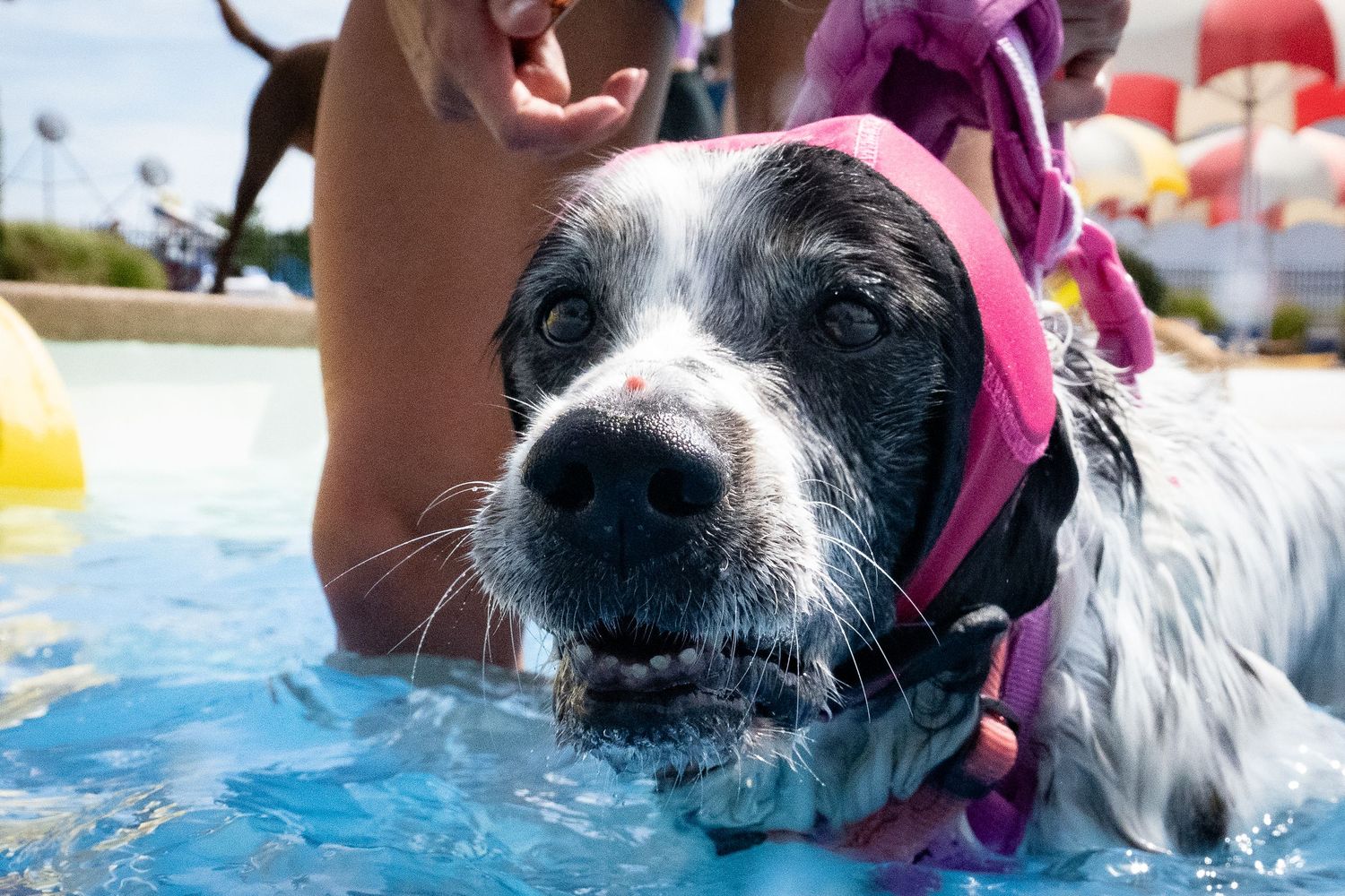 A wet spaniel dog wearing a pink life jacket swims in a bright blue outdoor pool.