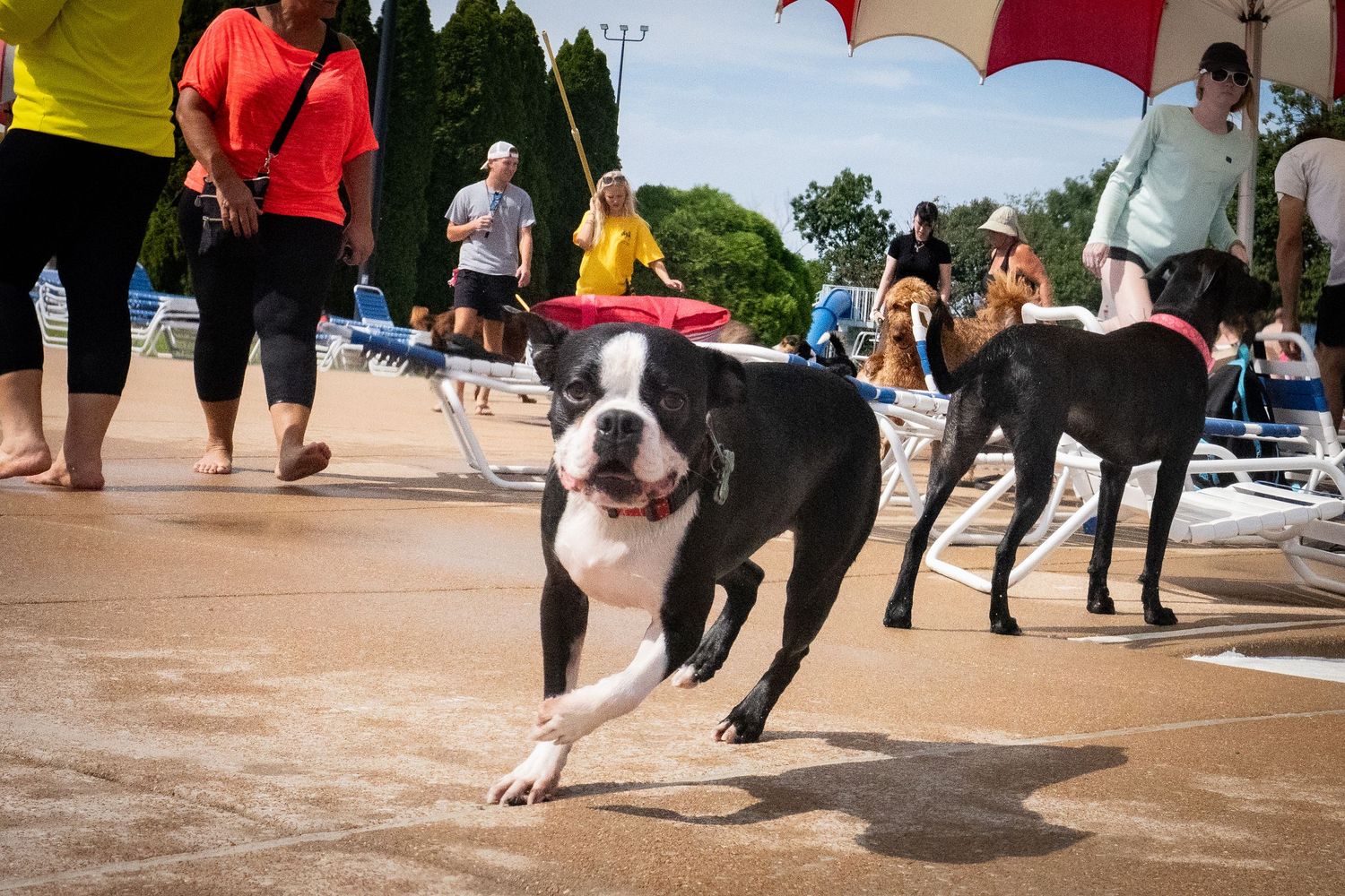 A Boston Terrier runs energetically near a pool surrounded by people and other dogs on a sunny day.