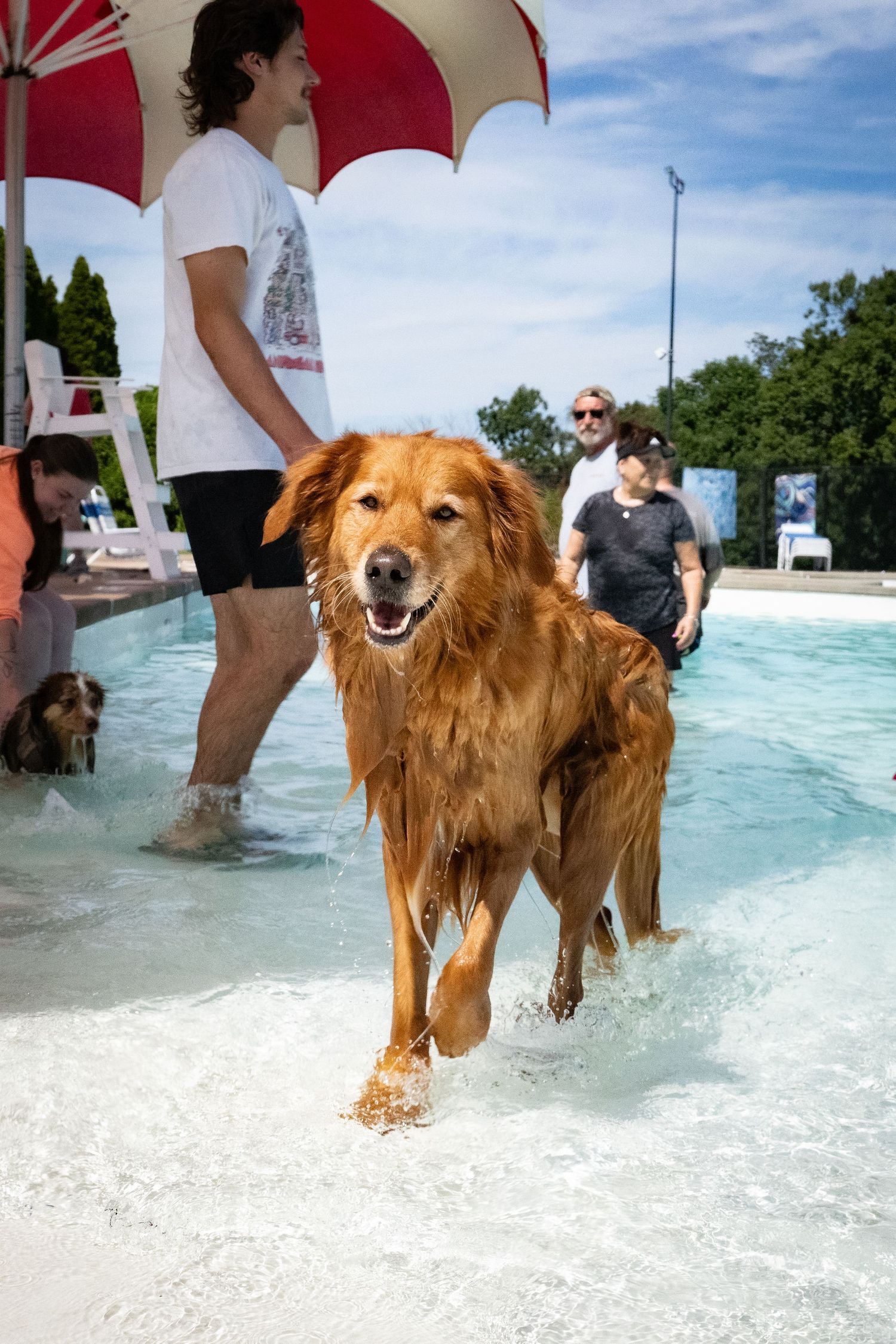 Wet Golden Retriever runs happily through shallow pool surrounded by people with umbrella.