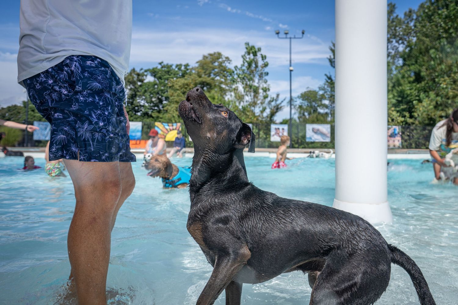 Black Labrador jumping up toward owner holding a treat in a sunny outdoor pool.