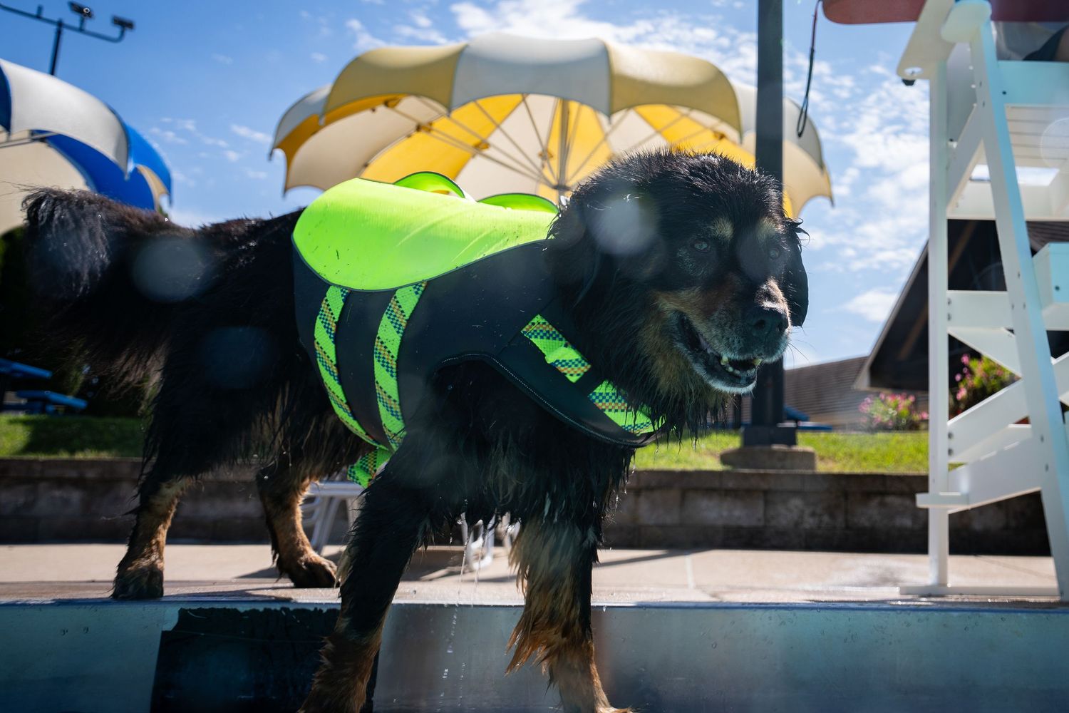 Black dog wearing a green life jacket standing at a poolside on a sunny day.
