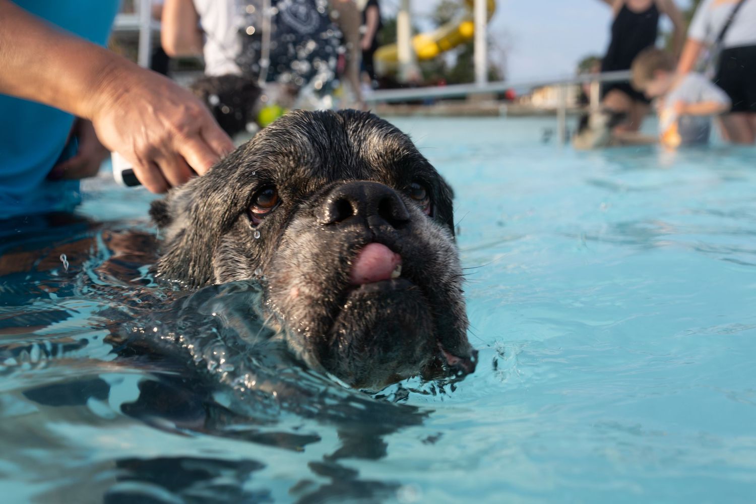 A wet dog swimming in a blue pool with its tongue out, enjoying a refreshing swim on a sunny day.