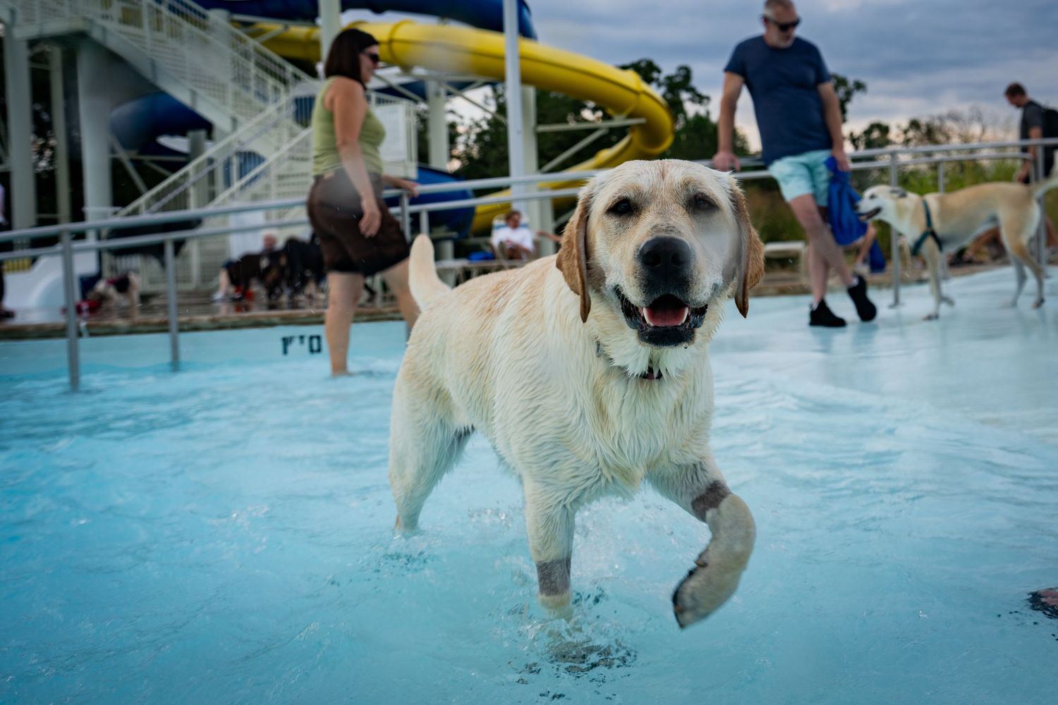 A happy yellow Labrador splashes in a pool at a water park with people and slides in the background.