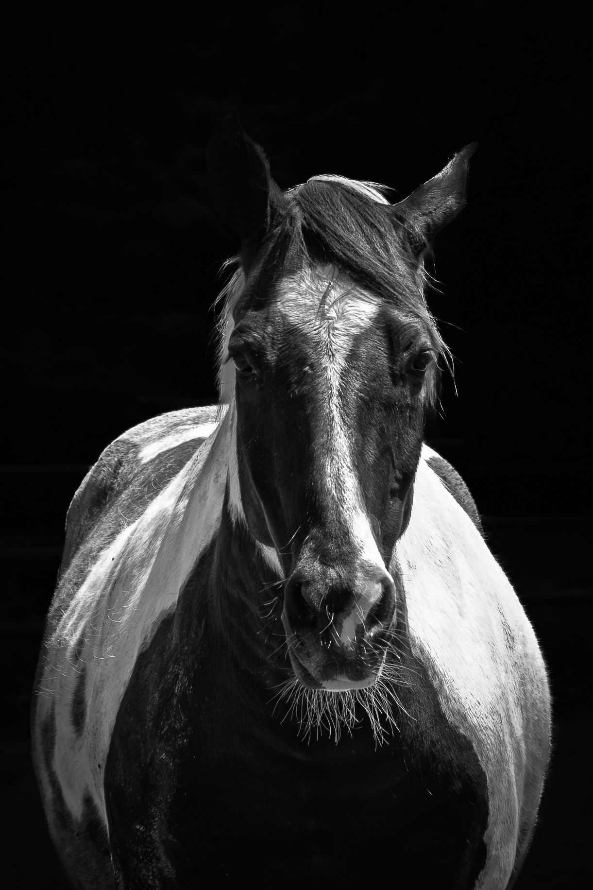 Dramatic black and white portrait of a horse with a blaze marking facing the camera against a dark background.