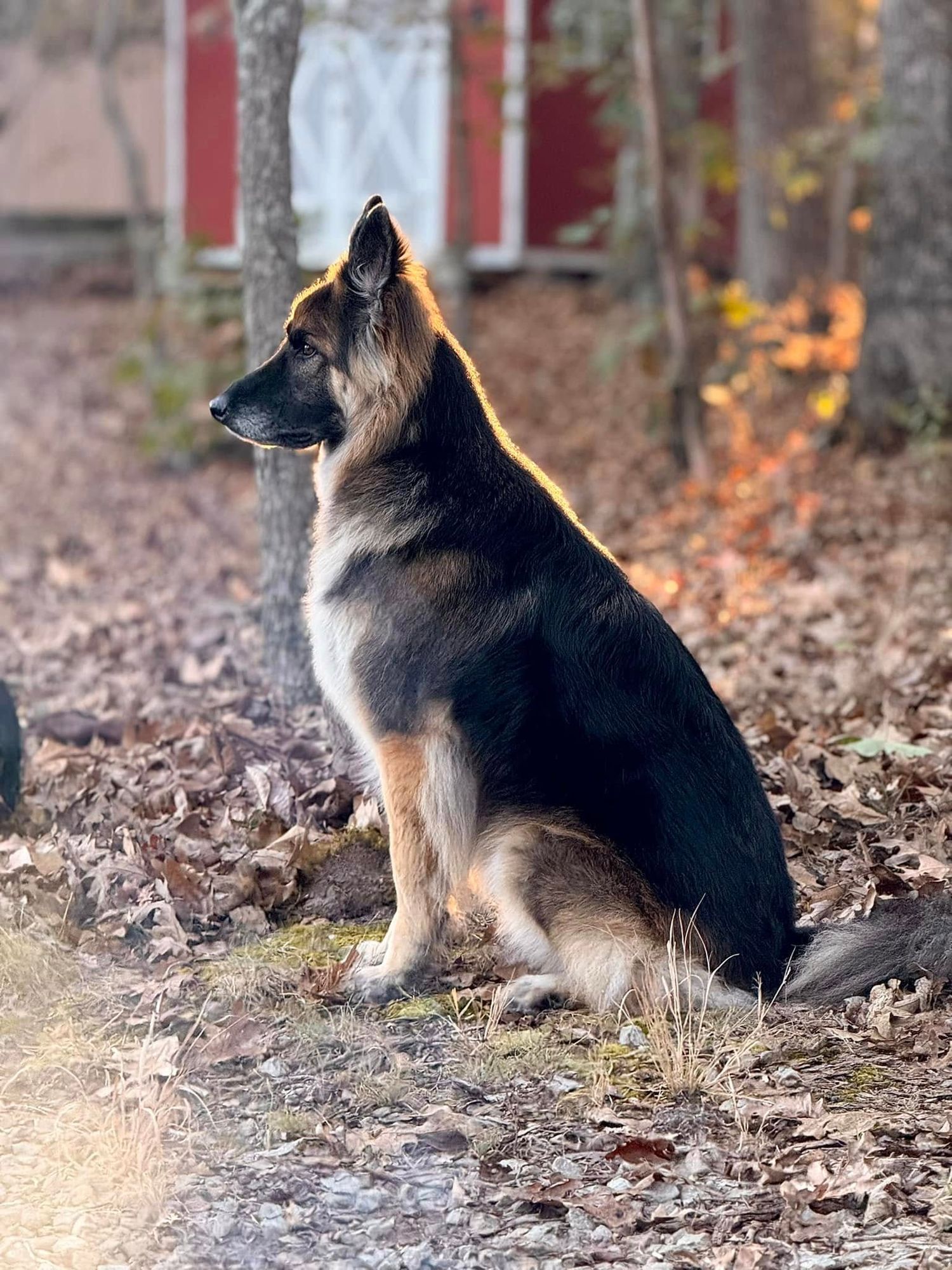 A regal long-haired German Shepherd sits attentively on fallen leaves in a sunlit forest.