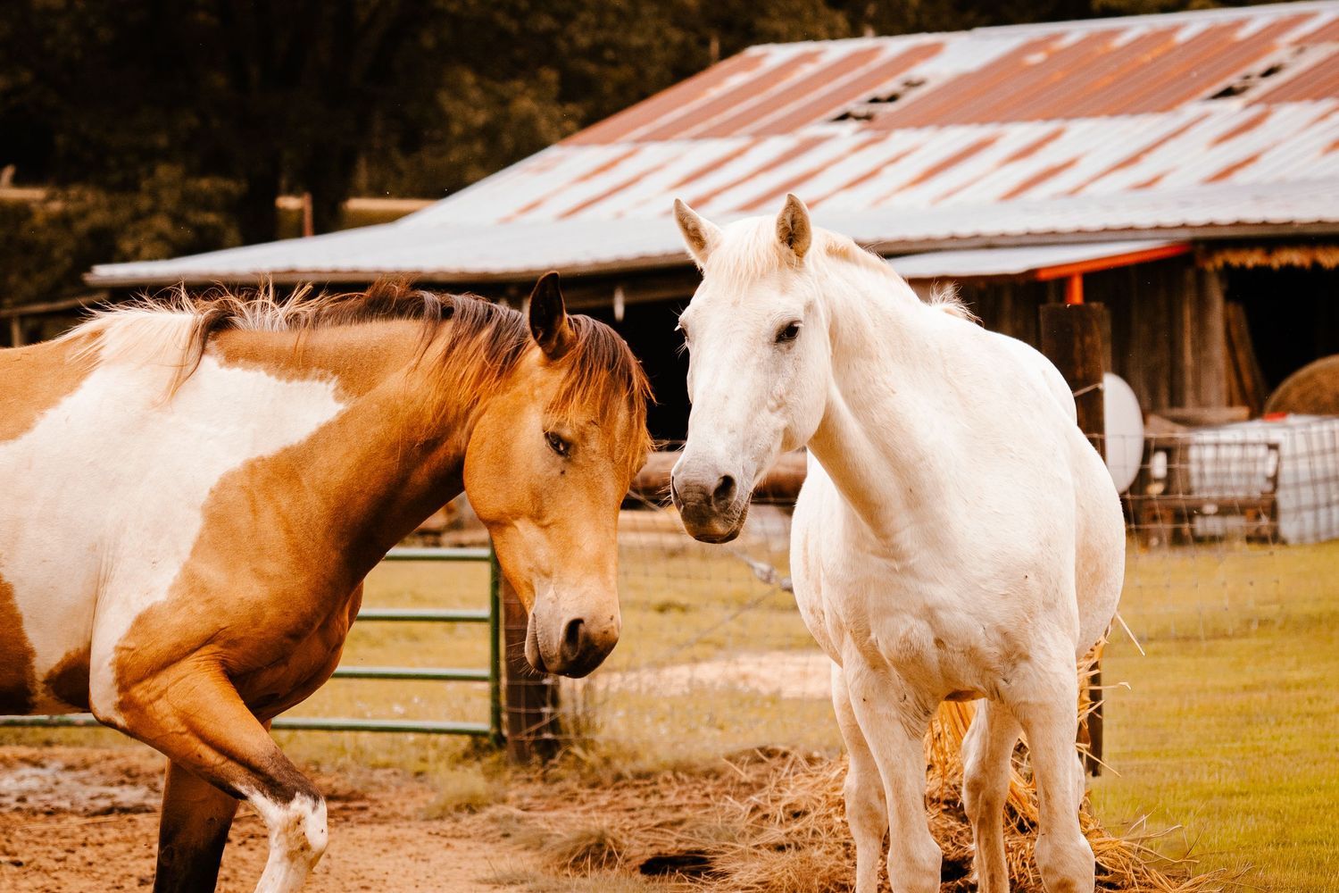 Brown pinto and white horse standing together near a gate outside a rustic farm barn.