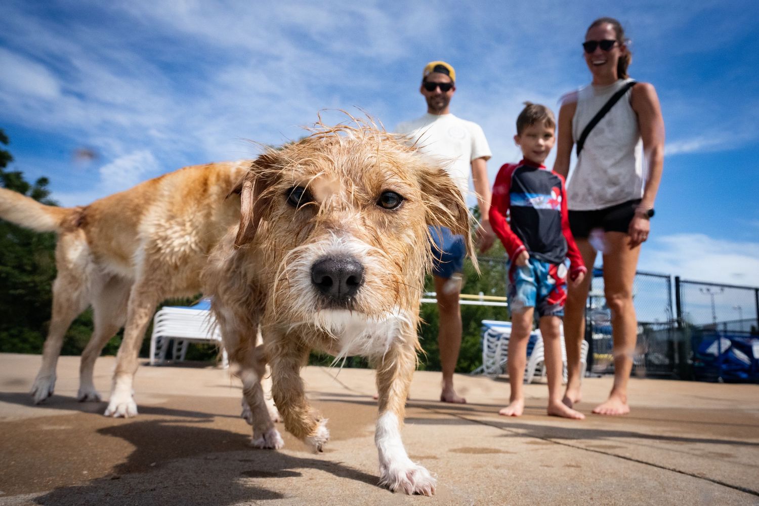 Wet scruffy dog walking toward camera with family standing behind at outdoor pool area.