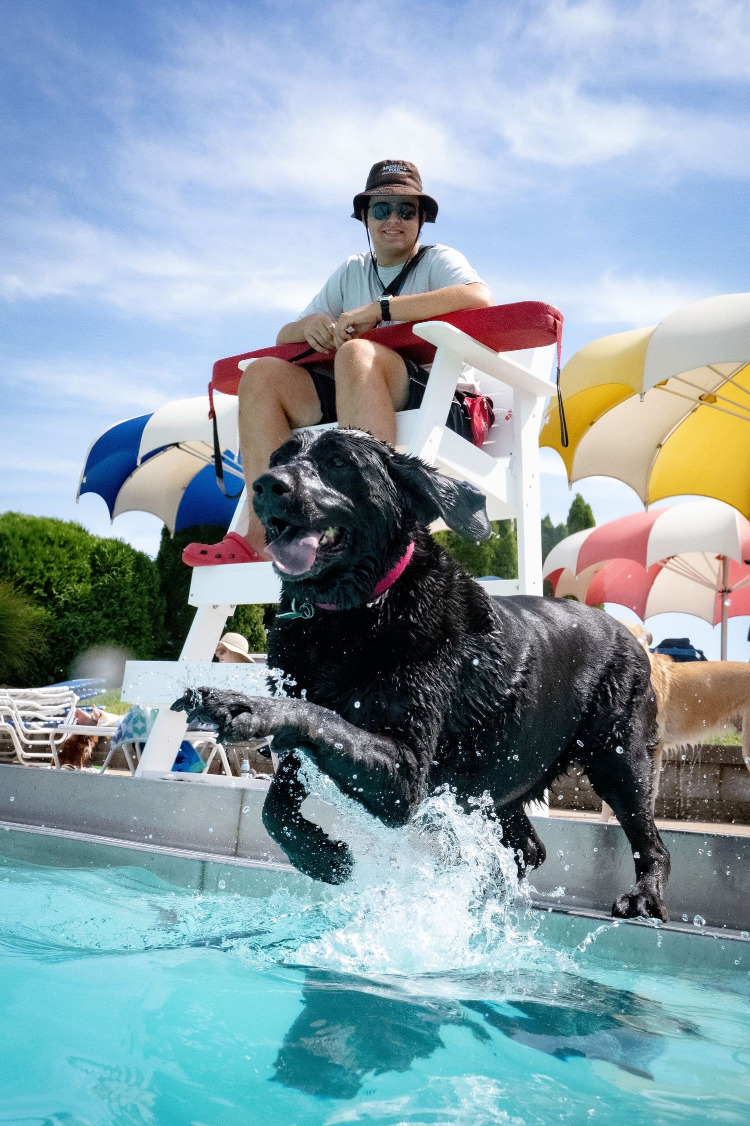 Black Labrador splashing into a pool as a lifeguard watches from a chair on a sunny day.